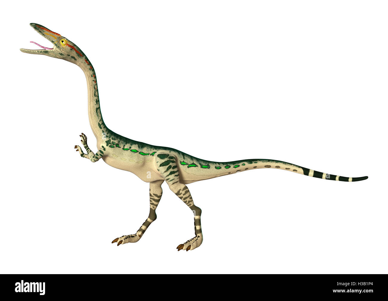 3D rendering of a dinosaur Coelophysis isolated on white background Stock Photo