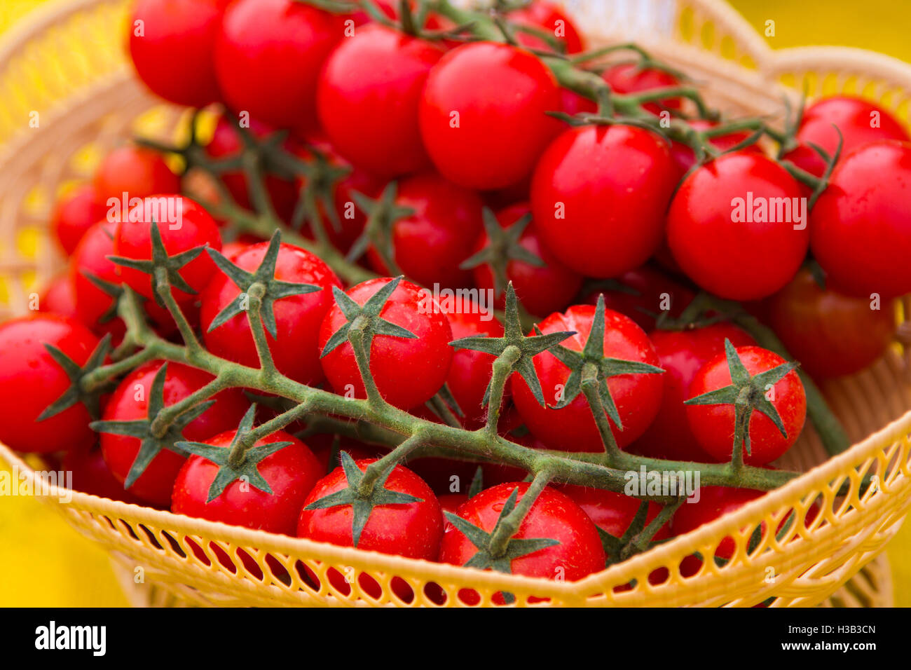 Red and yellow tomatoes Stock Photo - Alamy