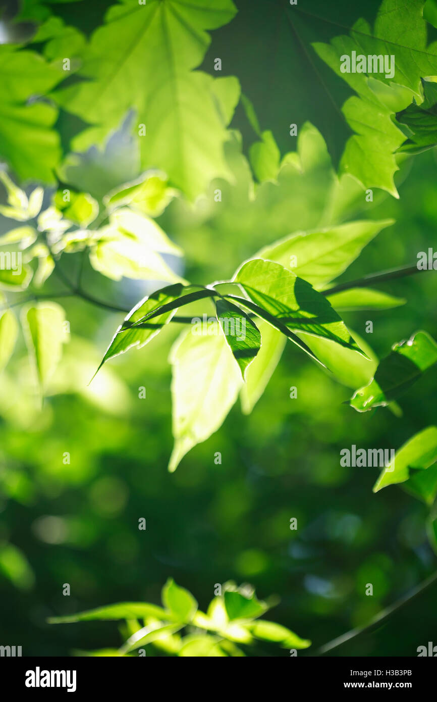 Green Leaves Background Stock Photo - Alamy