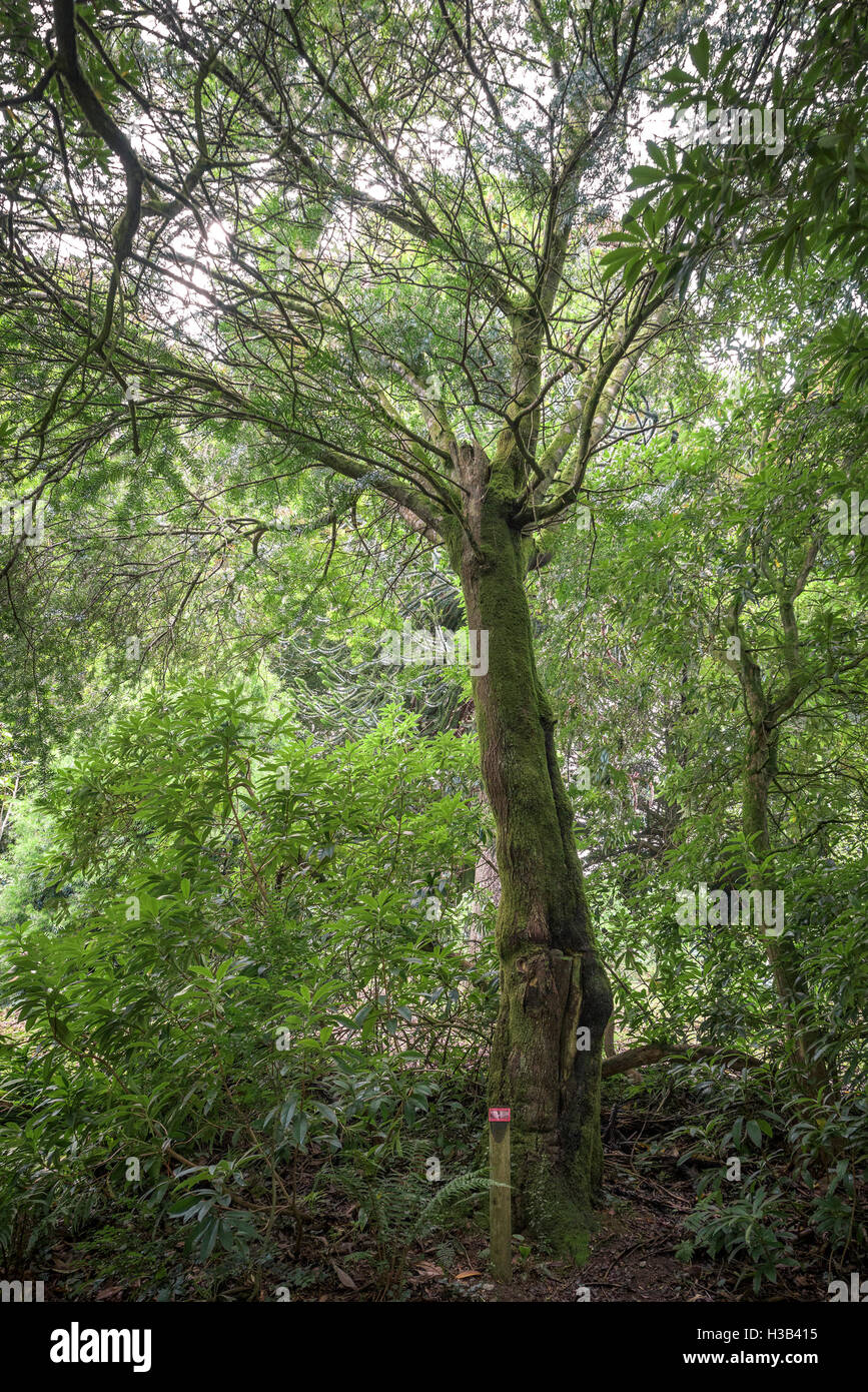 Podocarpus macrophylla. Japanese Yew. Bigleaf Podocarpus. A Champion Tree at Trebah Garden in Cornwall. Stock Photo