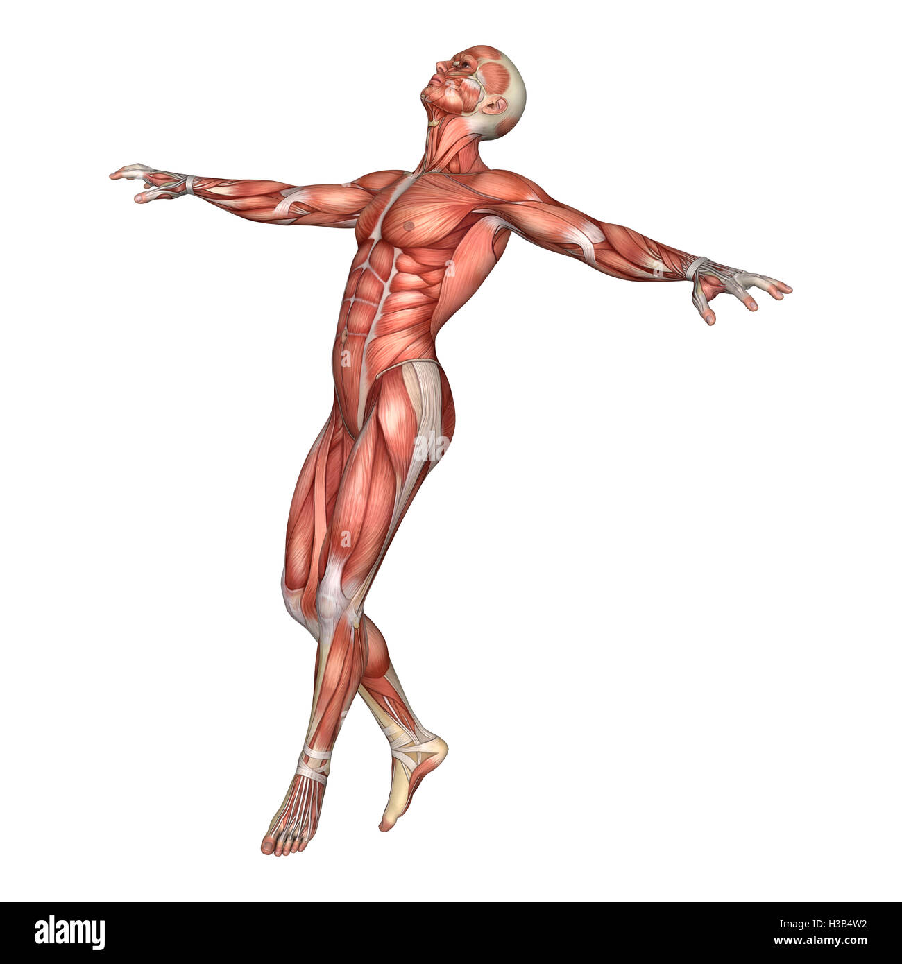 3D rendering of a male anatomy figure with muscles map isolated on ...