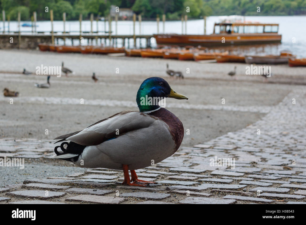 Mallard duck by the shore of Derwent Water in Keswick, England, UK Stock Photo