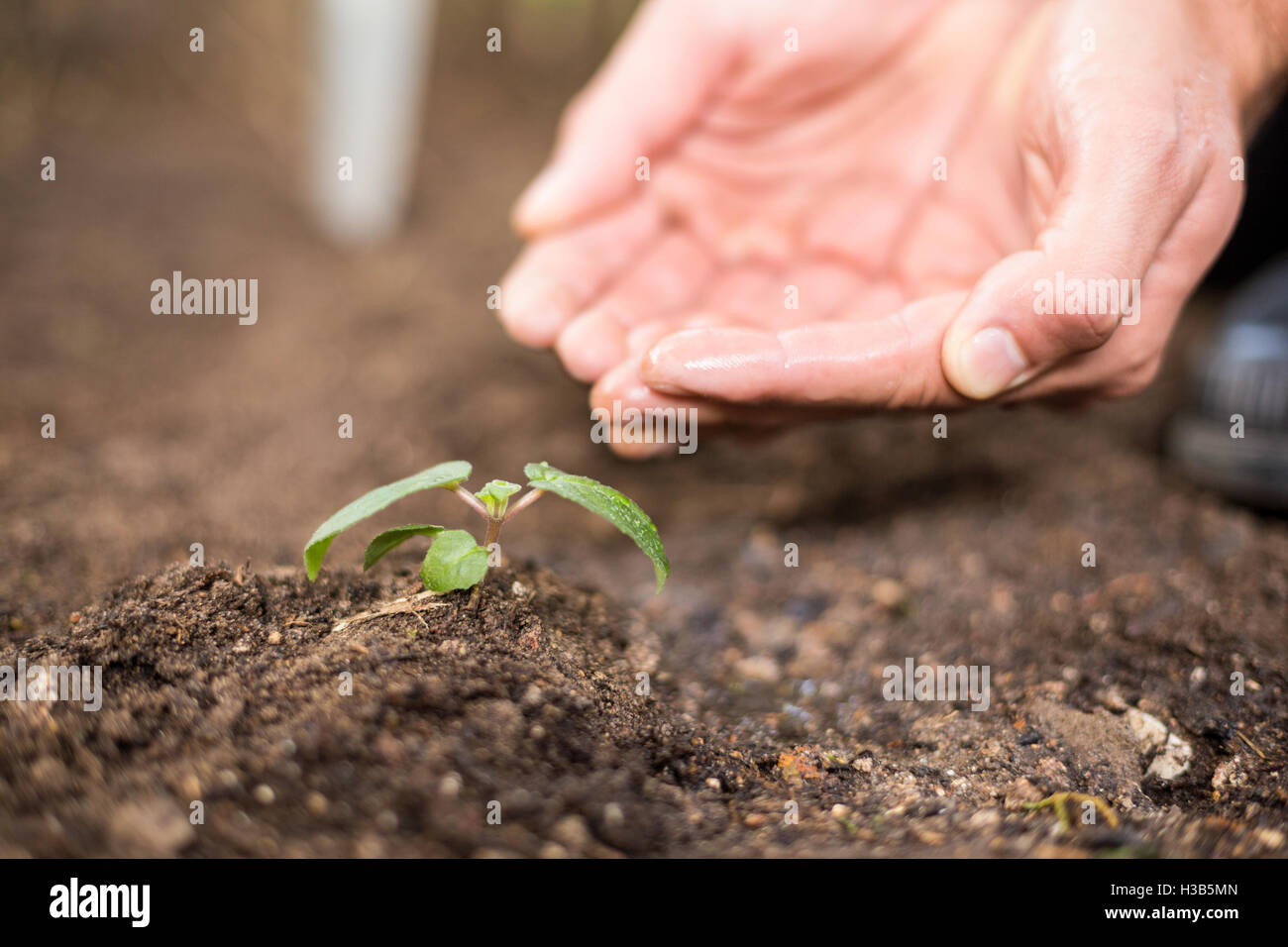 Gardener with hands cupped at greenhouse Stock Photo