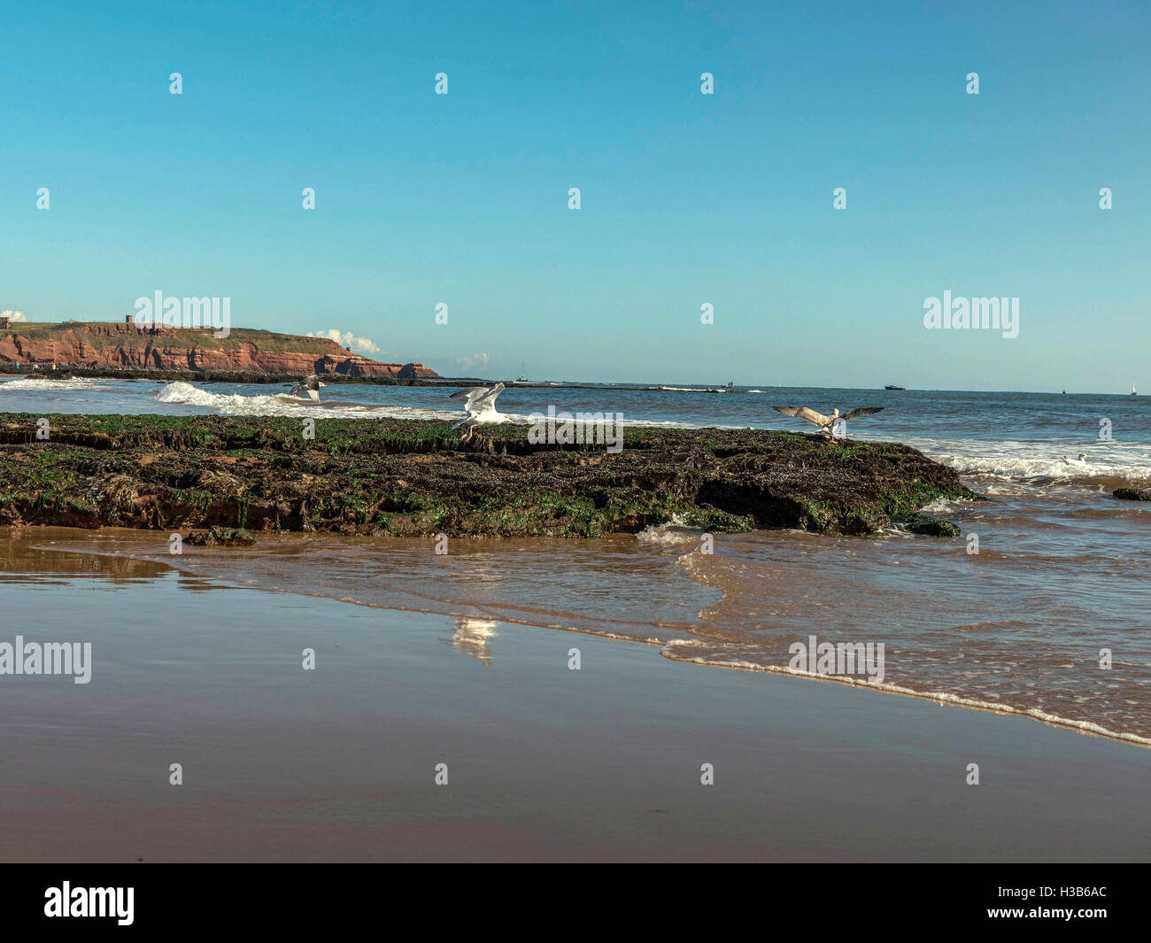 Autumn sunshine, blue skies, sand, seaweed, rock pools and gullies visible at low tide near the seaside town of Exmouth, Devon. Stock Photo