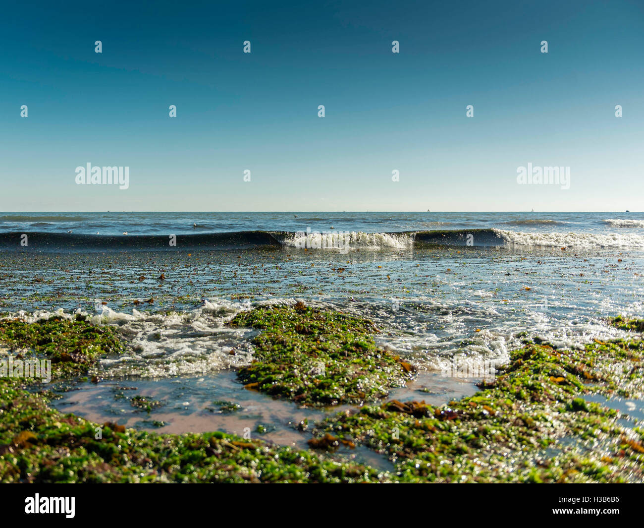 Autumn sunshine, blue skies, sand, seaweed, rock pools and gullies visible at low tide near the seaside town of Exmouth, Devon. Stock Photo