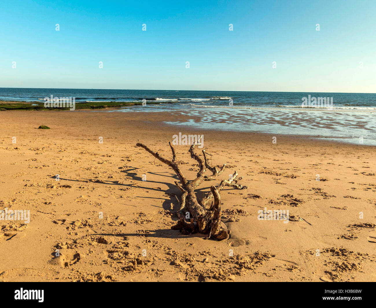 Autumn sunshine, blue skies, sand, seaweed and isolated wood debris visible at low tide near the seaside town of Exmouth, Devon. Stock Photo