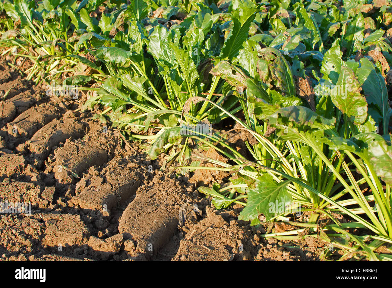 Sugar Beet in the Harvest Time with Trace of Harvester Wheels on the Ground Stock Photo