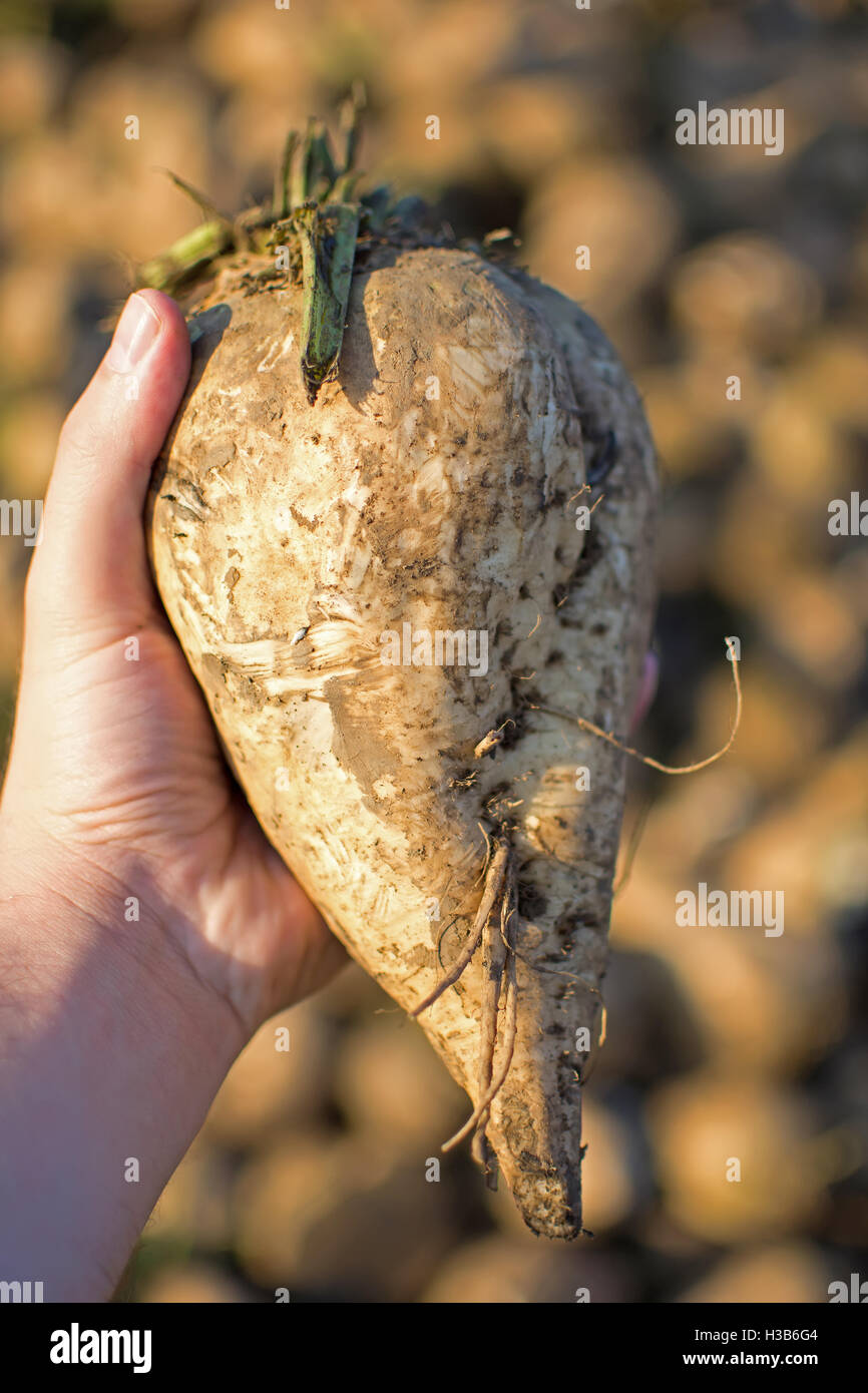 Sugar Beet in the Hand with Pile in the Background. Freshly Picked