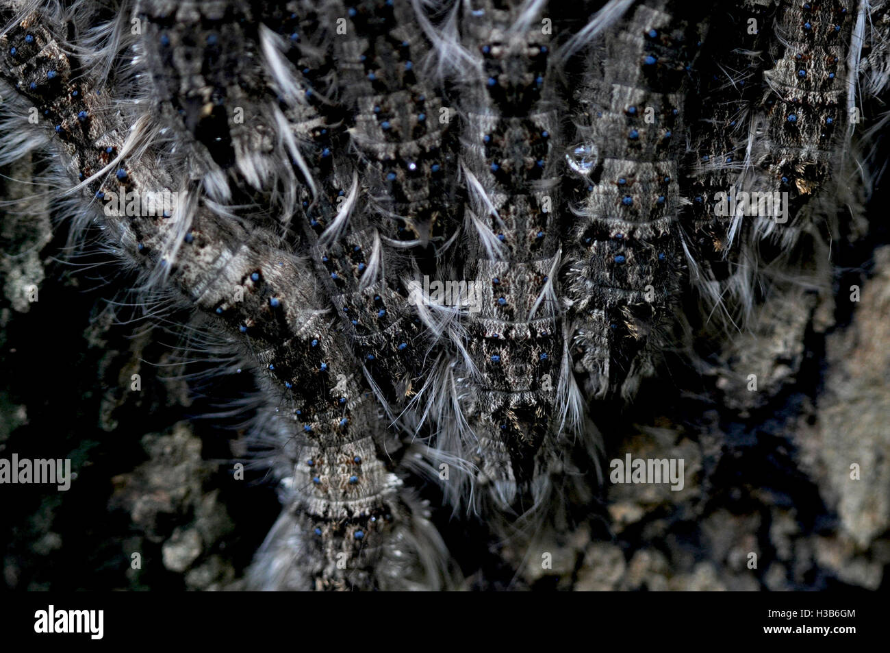 Noida, Uttar Pradesh, India August 21, 2016 A group of hairy