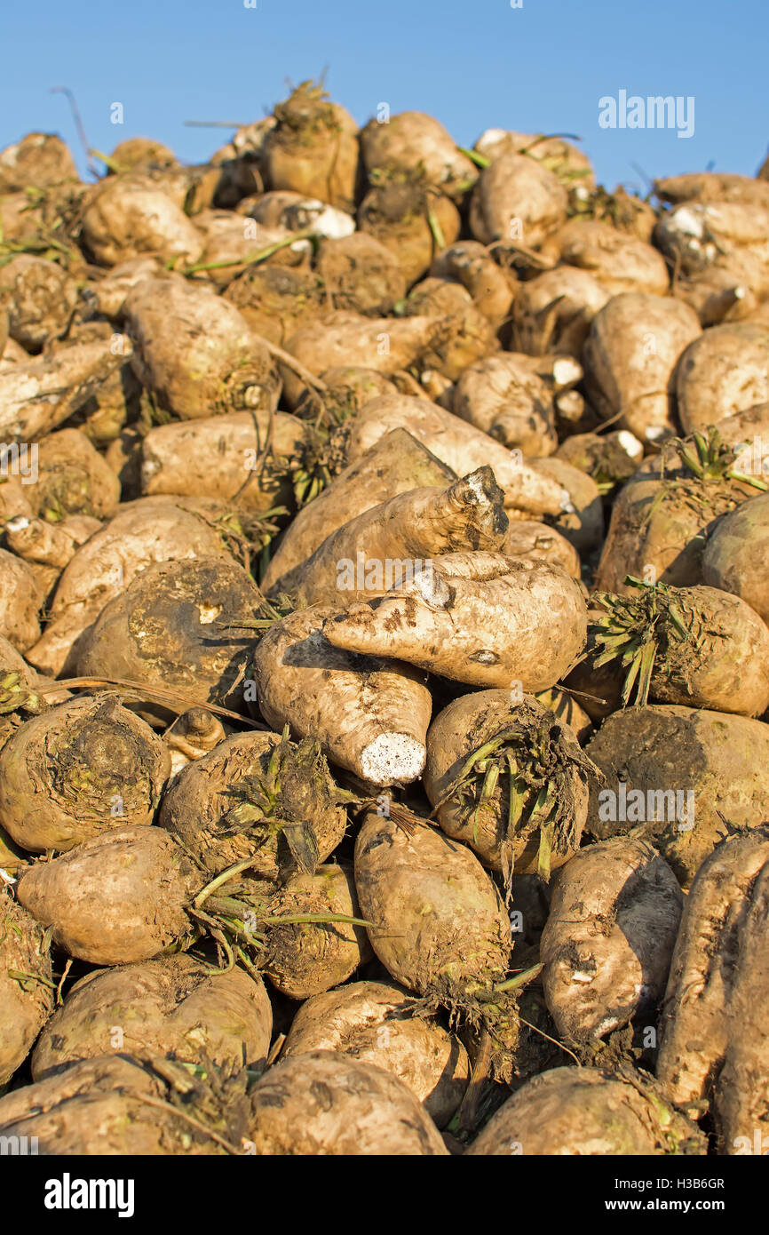 Sugar Beet Against Blue Sky. Pile of Organic Sugar Beet at the Field After Harvest. Stock Photo