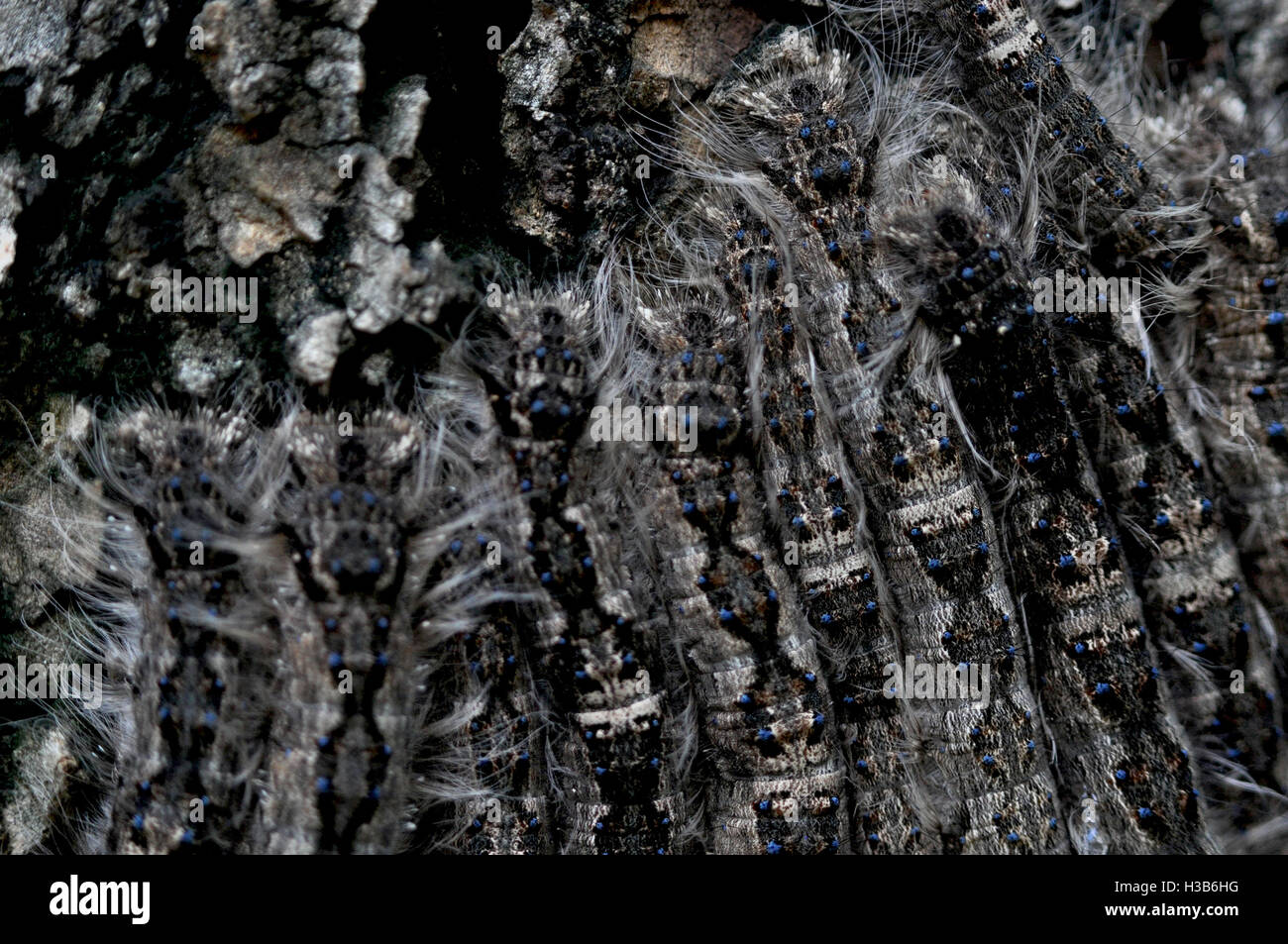 Noida, Uttar Pradesh, India August 22, 2016 A group of hairy