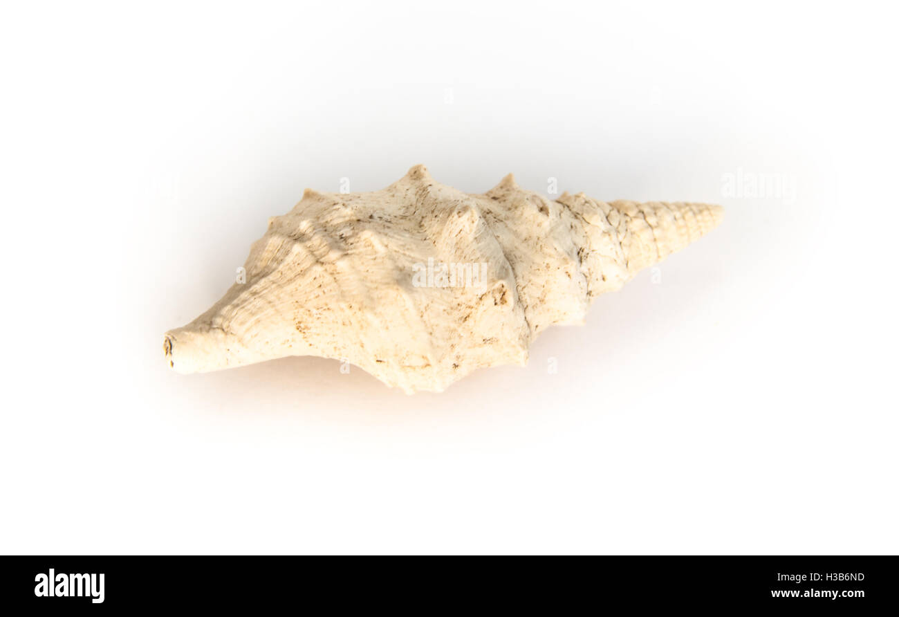 fossil of paleogene,neogene snail detailed macro shot (clavatula) Stock Photo