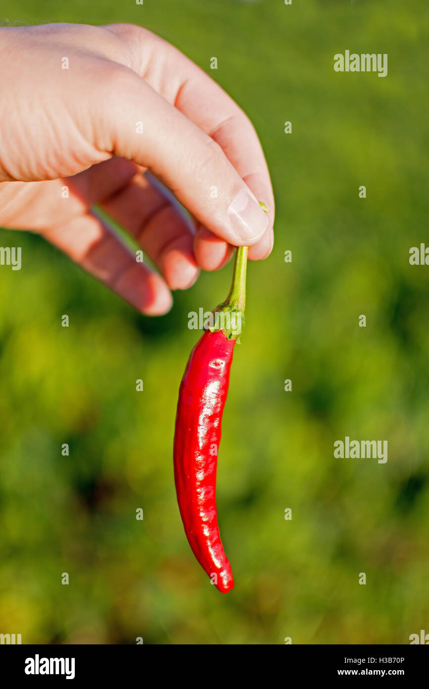 Hands holding green peppers hires stock photography and images Alamy