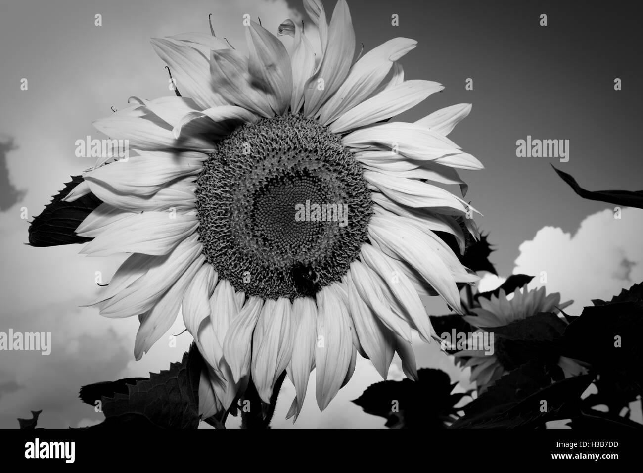 Sky sunflower Black and White Stock Photos & Images - Alamy