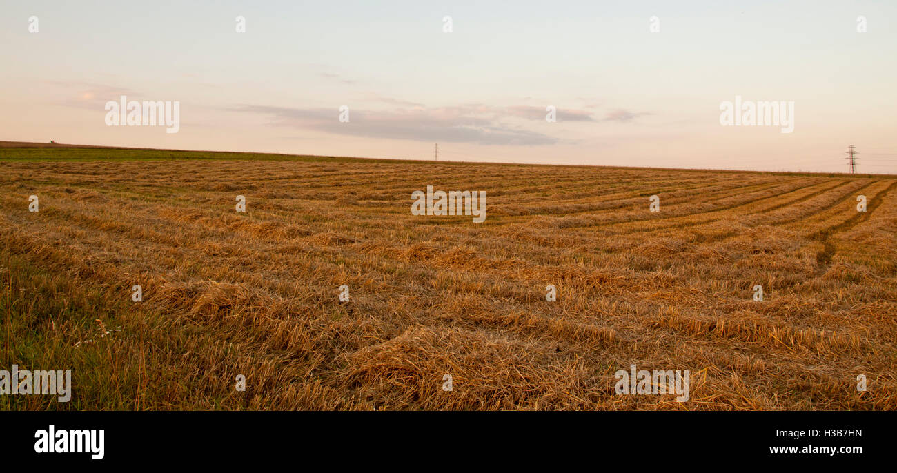 empty field after harvest in the end of summer Stock Photo - Alamy