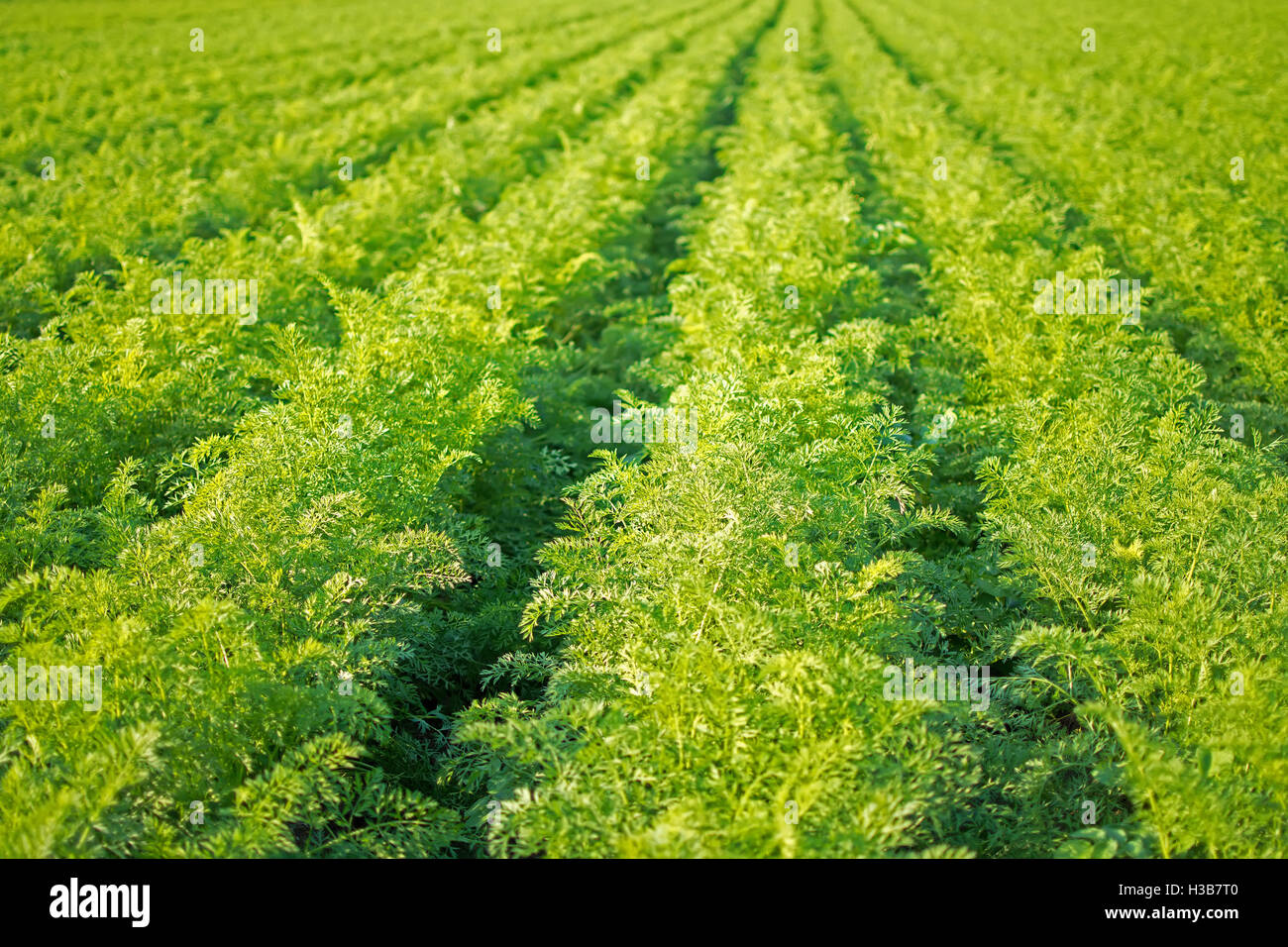 Carrots Field Rows. Farming Organic Carrots. Carrots on the Field Ready