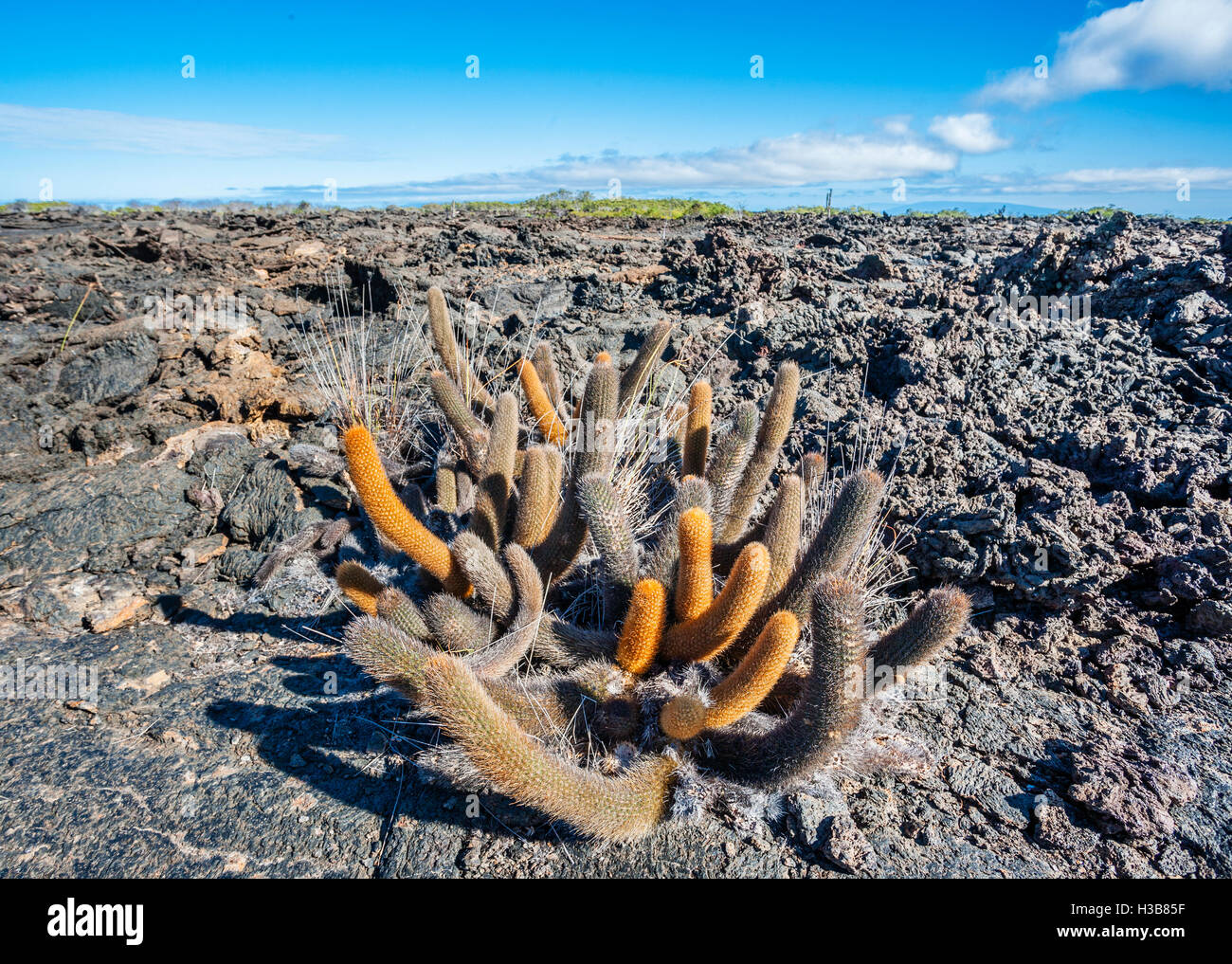 Ecuador, Galápagos Islands, Isla Isabella, Lava Cactus (Brachycerus nesioticus) at the Punta Moreno lava fields Stock Photo