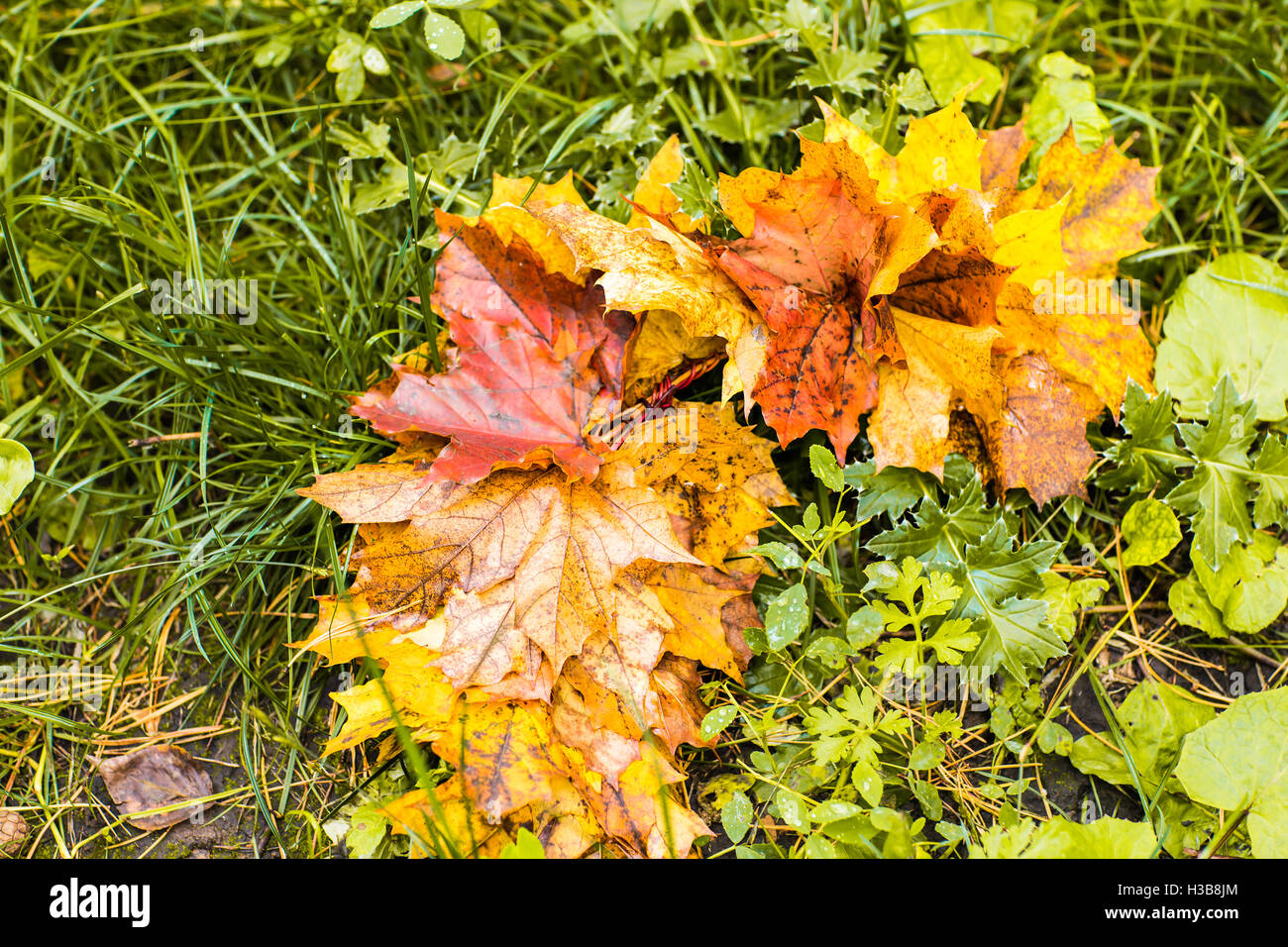 Colorful fall maple leaves on a background of green grass. Top view ...