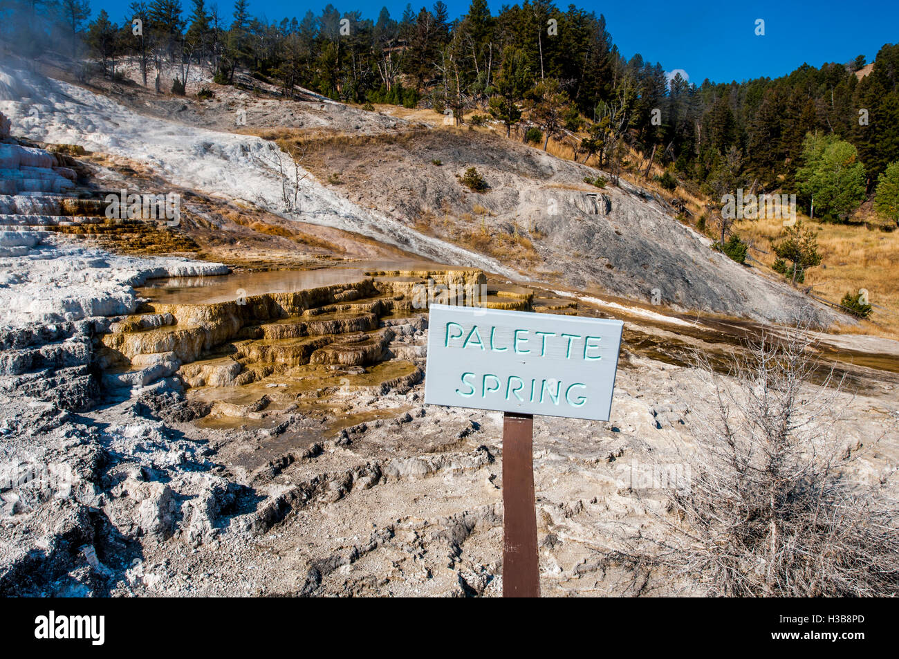 Palette Spring Mammoth Hot Springs terraces Yellowstone National Park, Wyoming, USA. Stock Photo