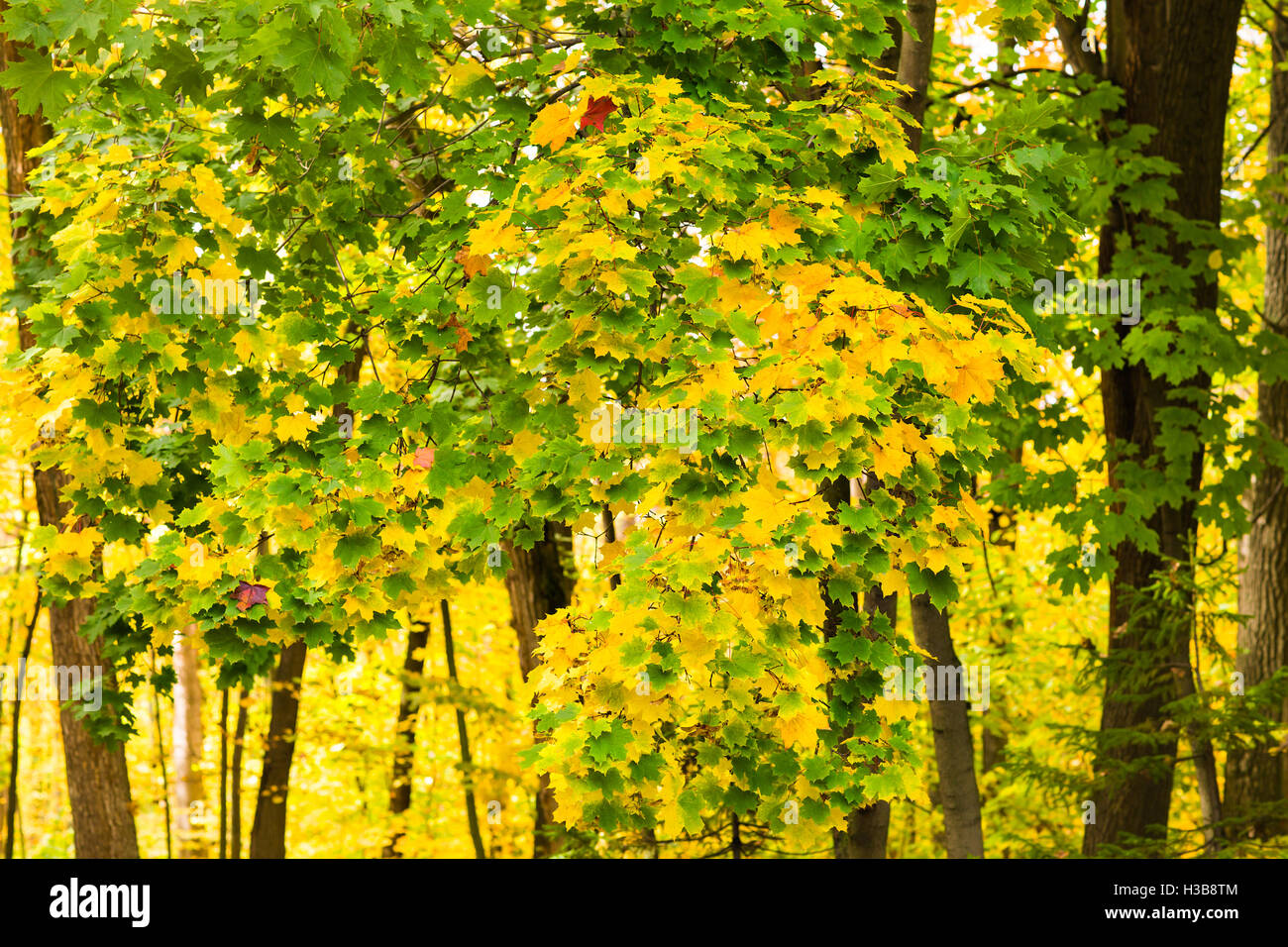 Trees in autumn Stock Photo - Alamy