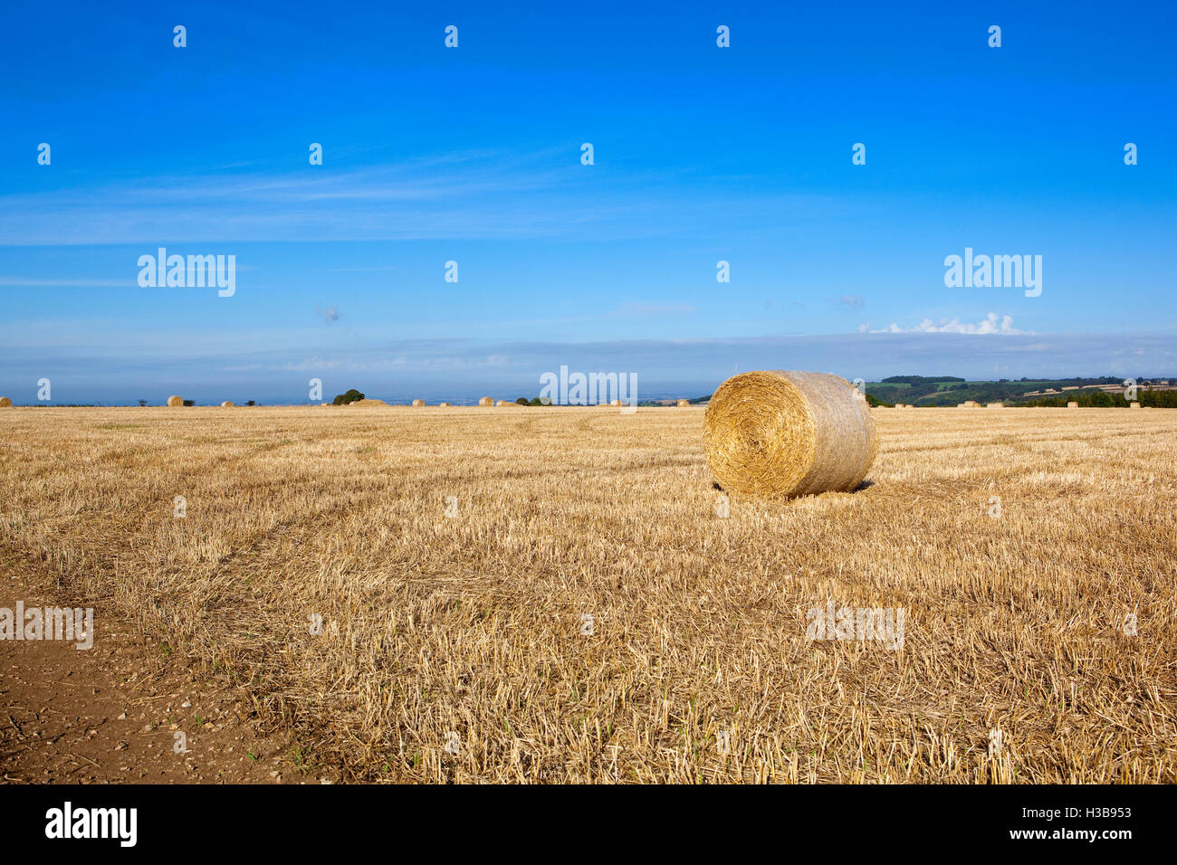 Round straw bales in a hillside field high on the Yorkshire wolds in