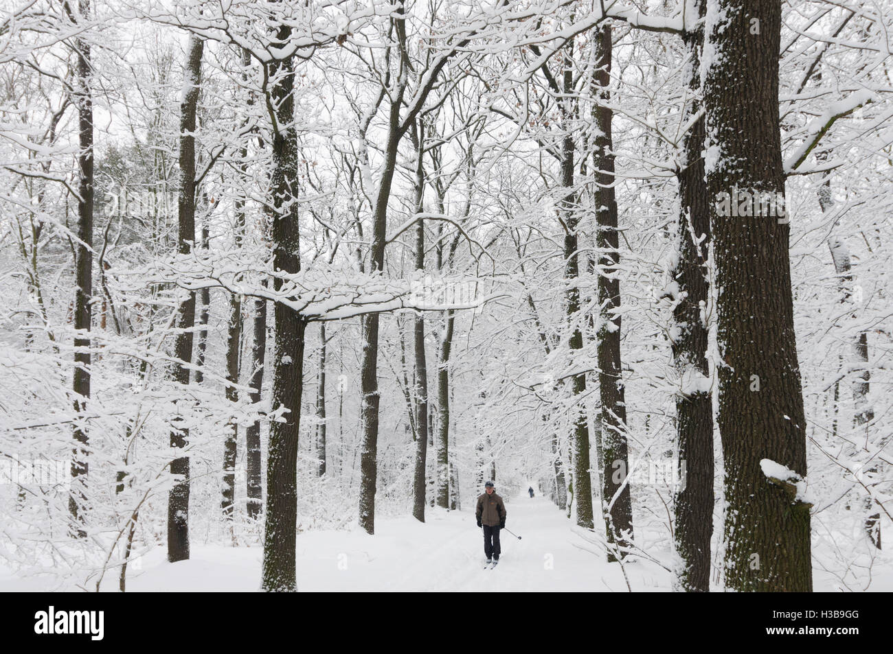Dresden: snowy forest, cross country skier, , Sachsen, Saxony, Germany Stock Photo