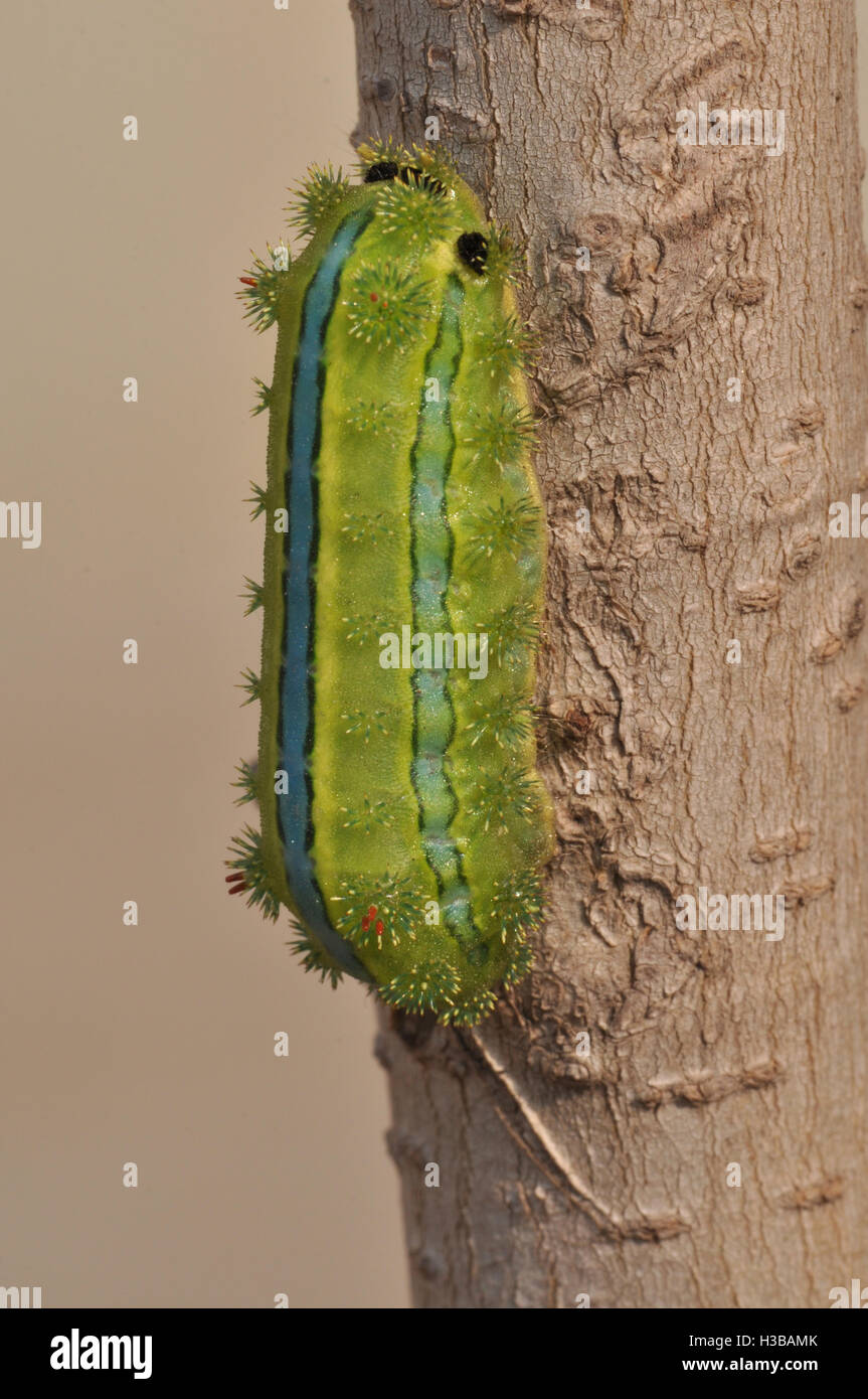 Noida, Uttar Pradesh, India- December 29, 2013: A Green-blue color Caterpillar  on a tree branch at Noida, Uttar Pradesh, India. Stock Photo