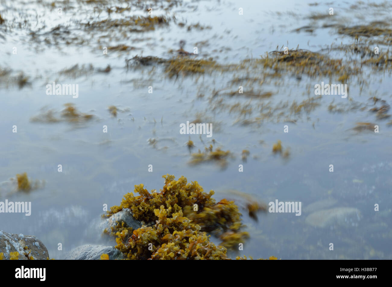 Brown seaweed float hires stock photography and images Alamy