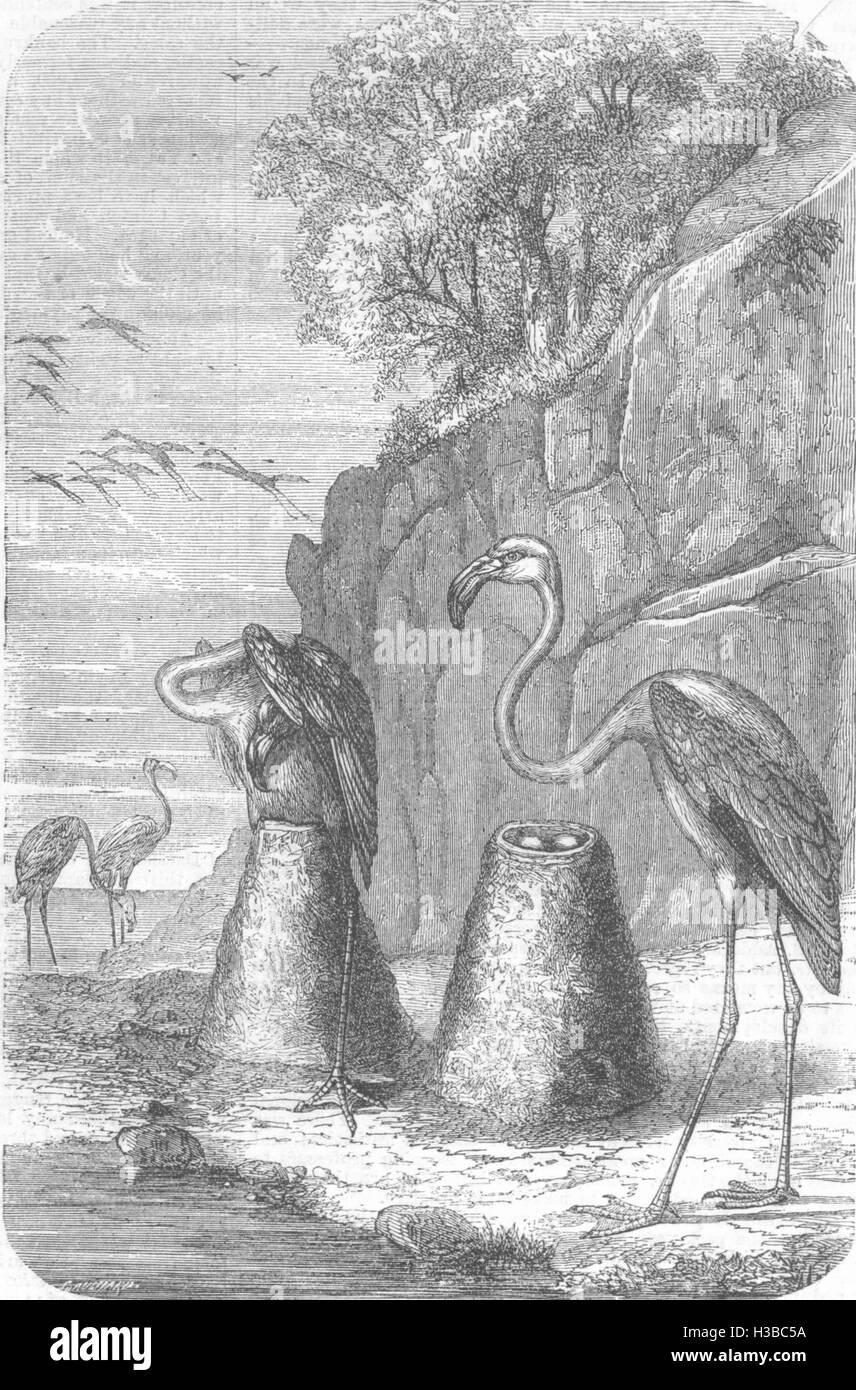 BIRDS Flamingoes nests, from The Universe 1870. The Illustrated London News Stock Photo
