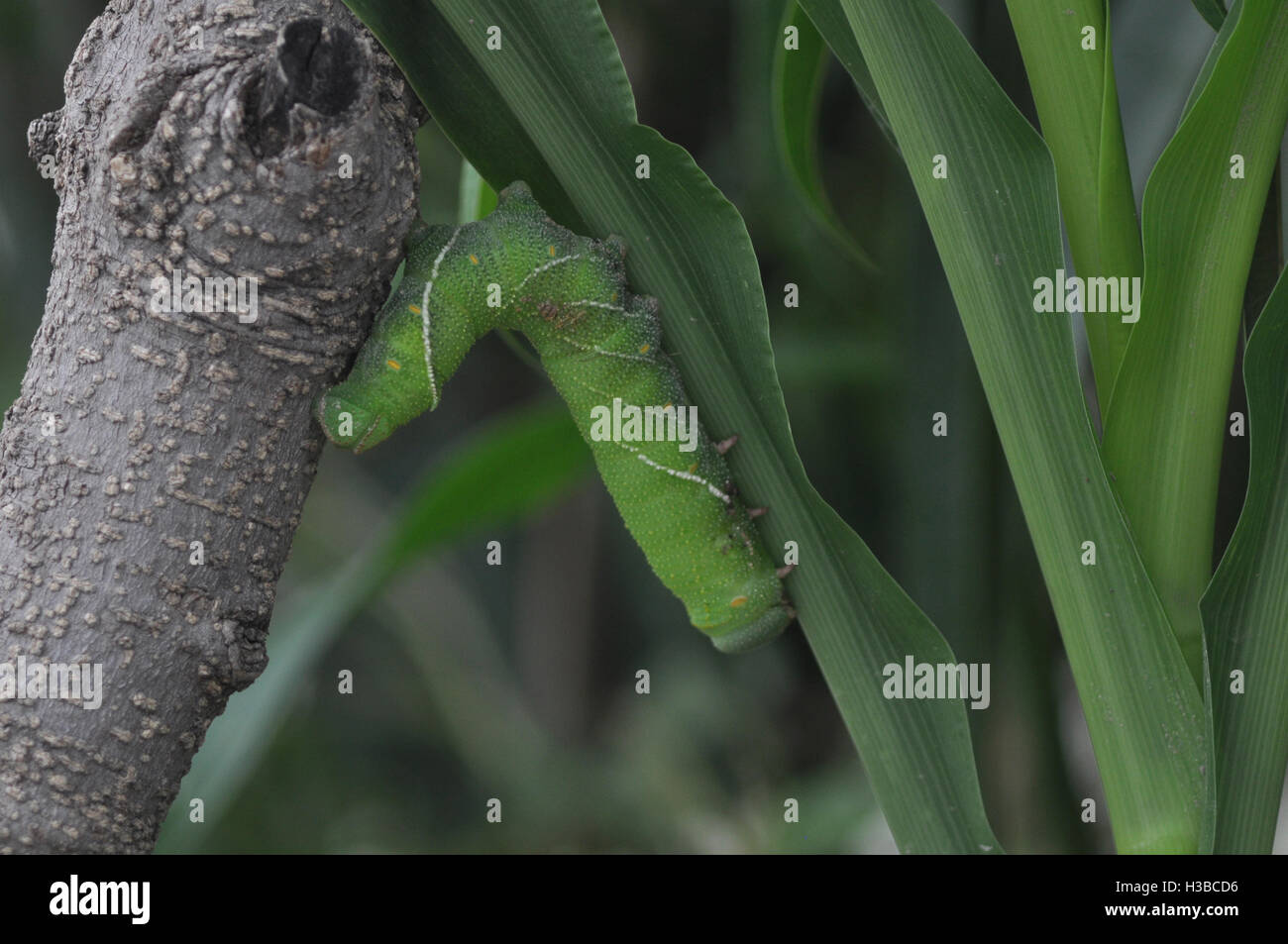 Noida, Uttar Pradesh, India- July 27, 2016: A big green caterpillar on a plant at Noida, Uttar Pradesh, India.  Caterpillars are Stock Photo