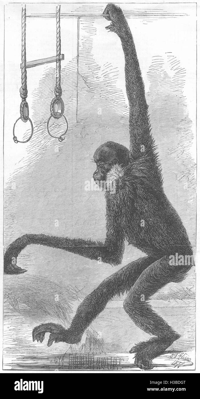 LONDON The white-cheeked gibbon, at the Zoological Society's Gardens 1877. The Illustrated London News Stock Photo