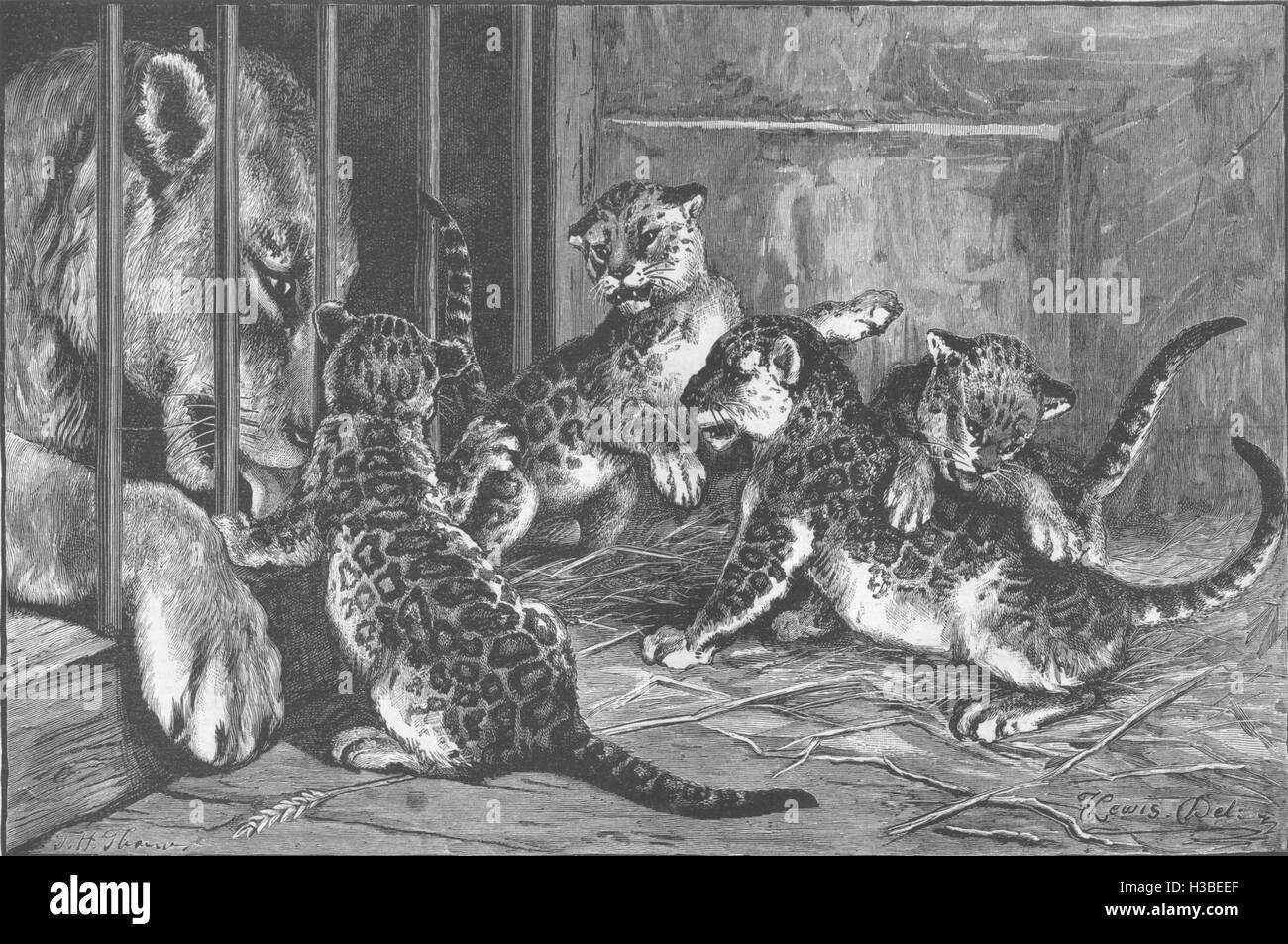 IRELAND Young Lion cubs at the zoological gardens, Dublin 1886. The Illustrated London News Stock Photo