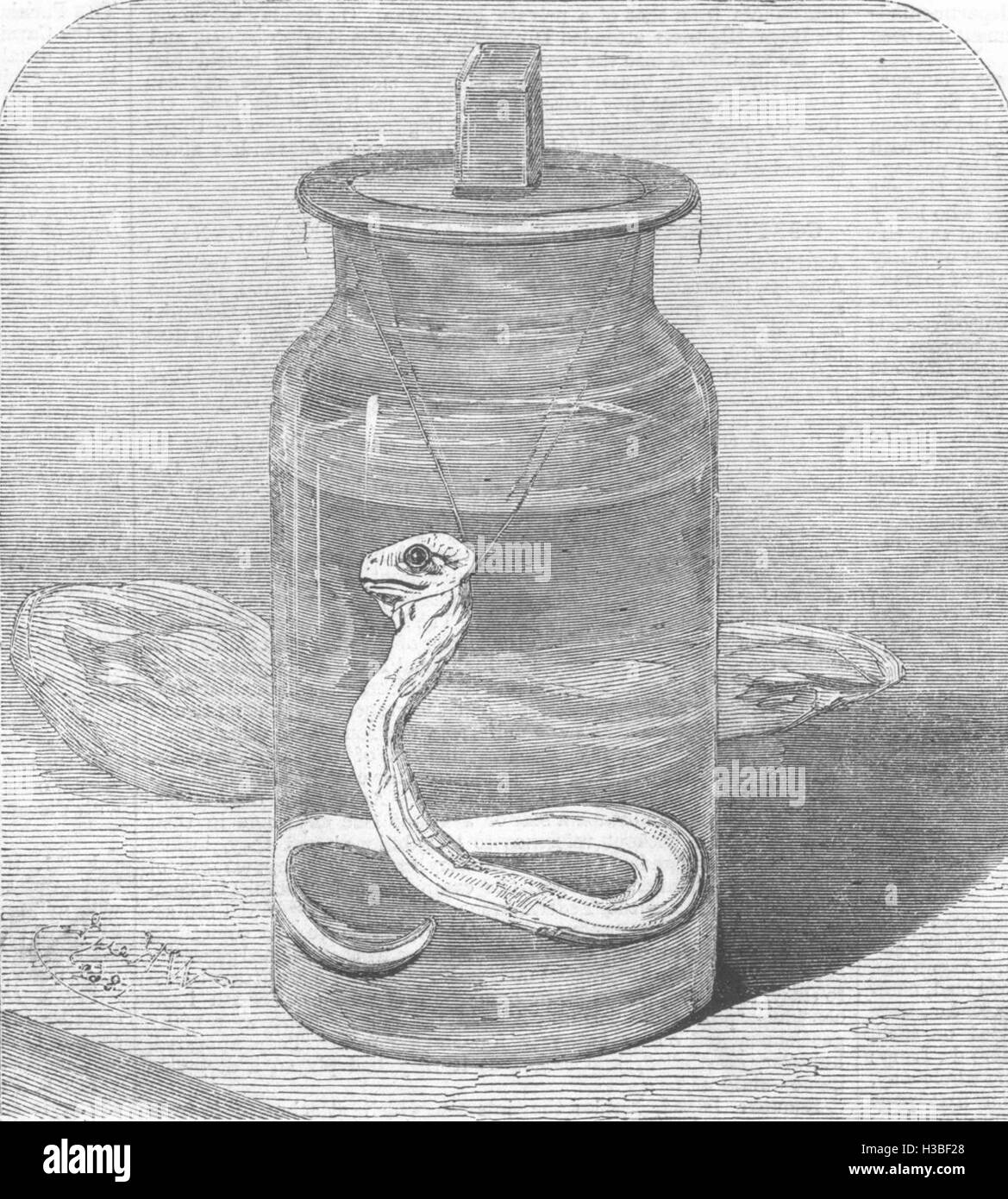LONDON Young Python in the Zoological Society's Gardens 1862. The Illustrated London News Stock Photo