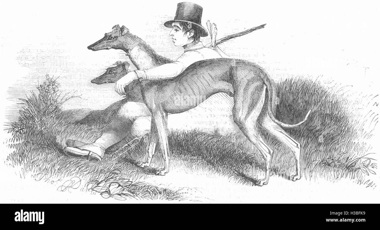 HUNTING Coursing-Greyhounds 1844. The Illustrated London News Stock Photo