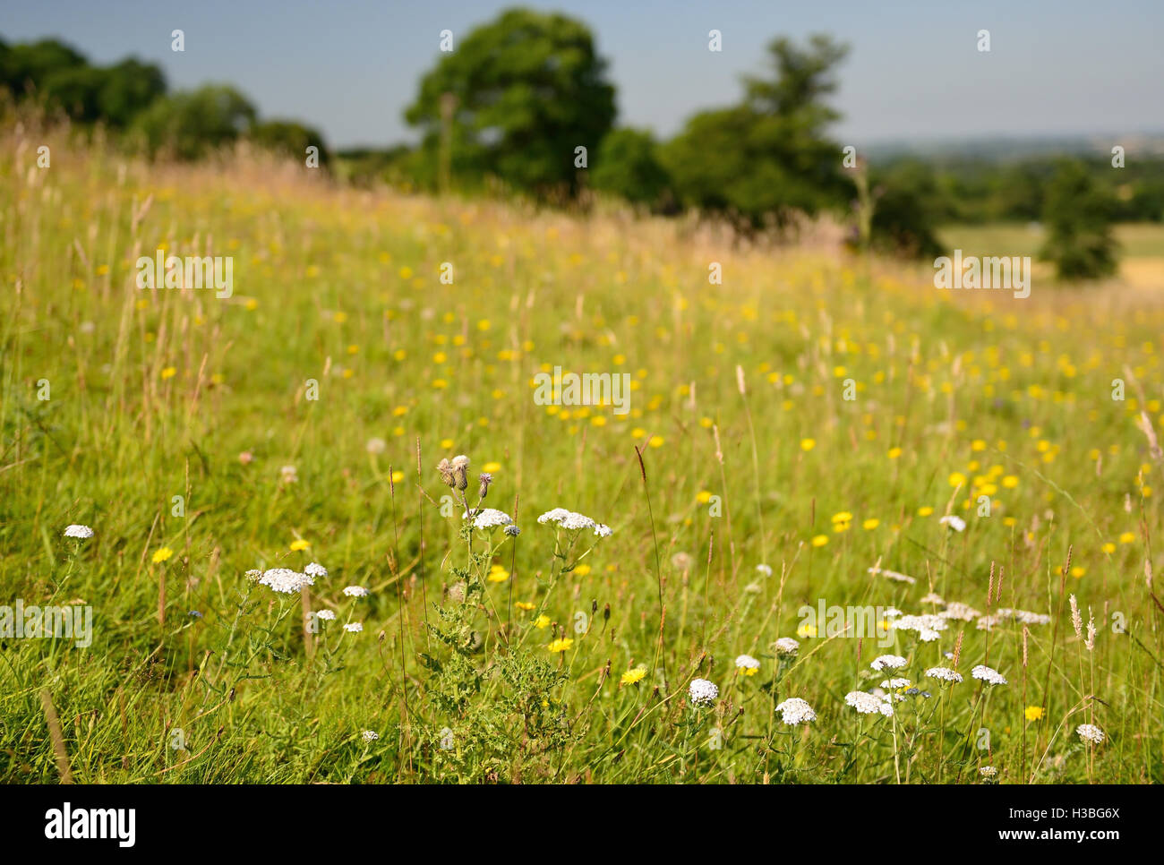 Wildflowers on a rural hillside Stock Photo Alamy