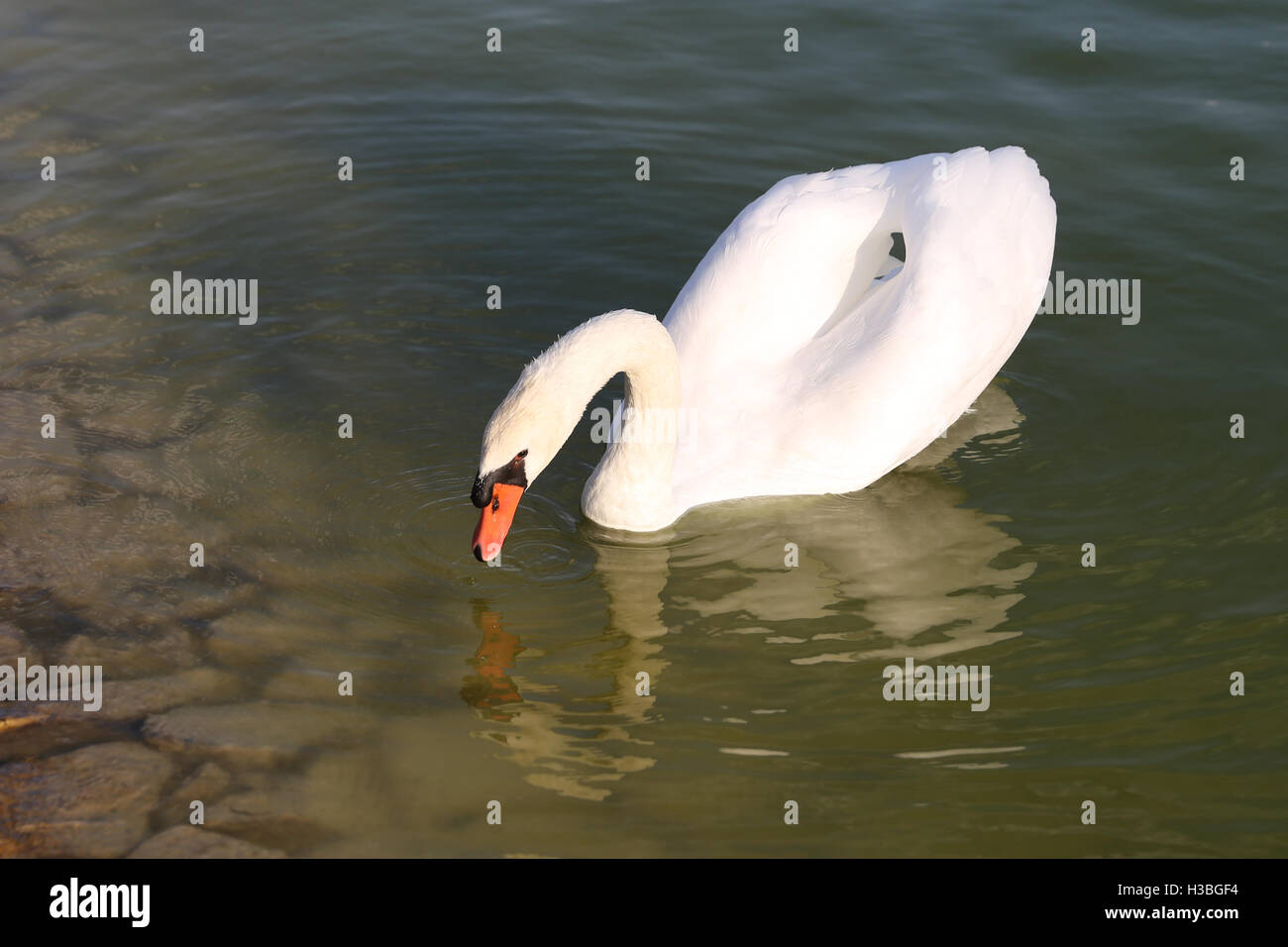 A white swan swimming in a pond Stock Photo - Alamy