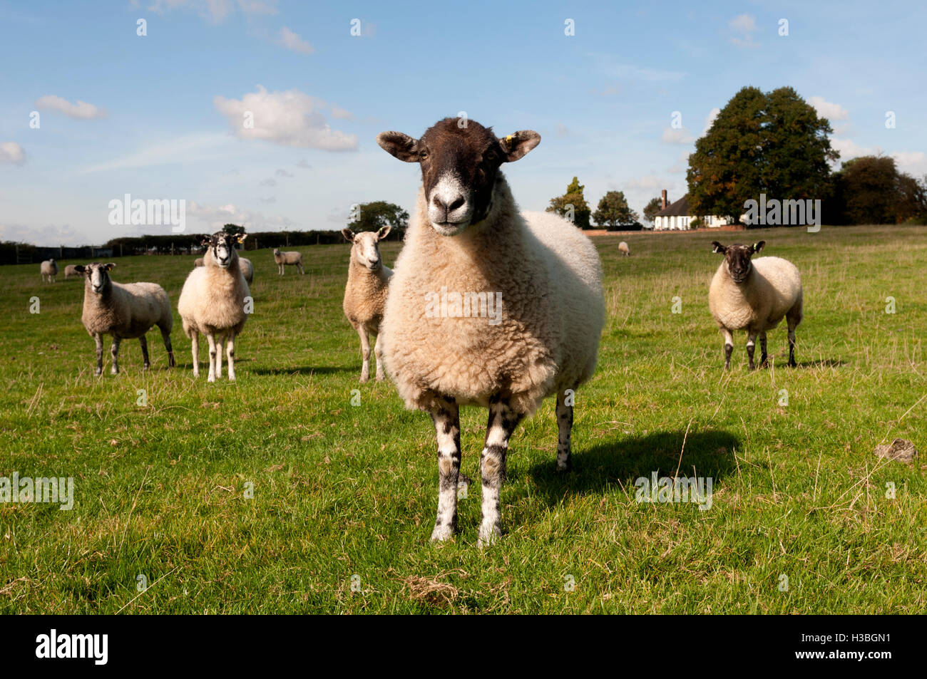 Inquisitive sheep, Warwickshire, UK Stock Photo