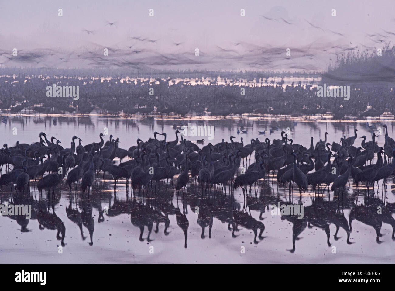 Common Cranes Grus grus, at dawn gradually leaving overnight roost on lake. Hula Israel Stock Photo