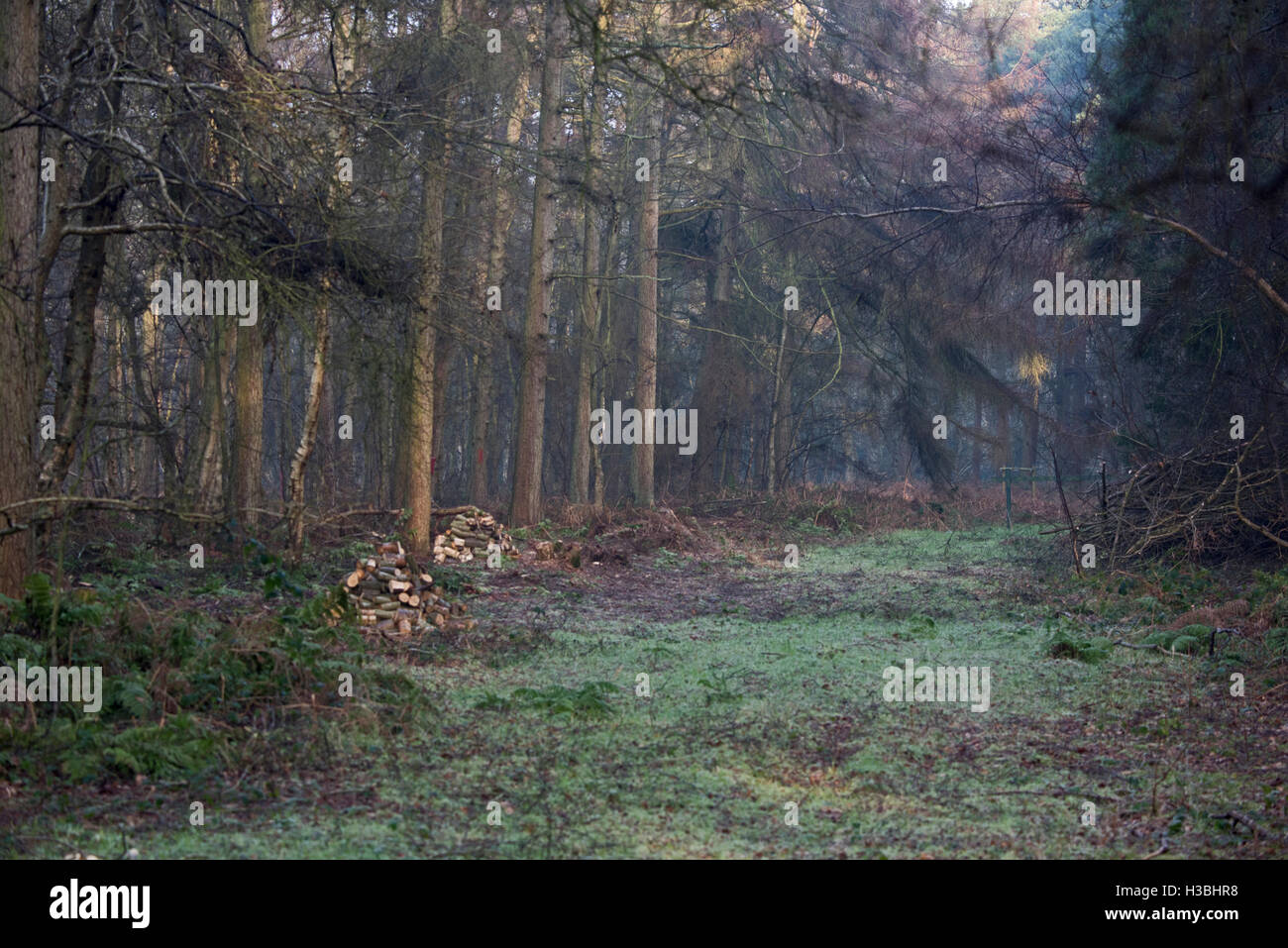 Managed woodland ride Norfolk winter Stock Photo