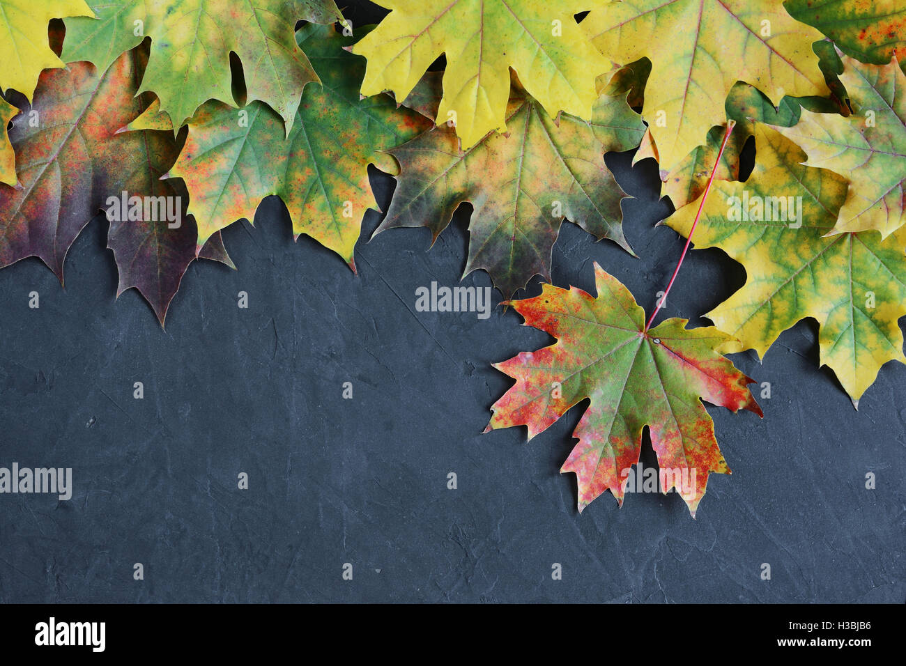 Border of colorful autumn maple leaves on black background Stock Photo ...