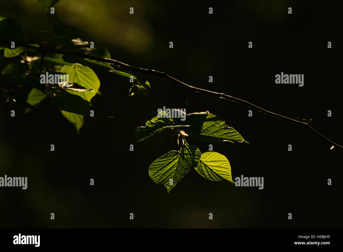 Trees with spring leaves hi-res stock photography and images - Alamy