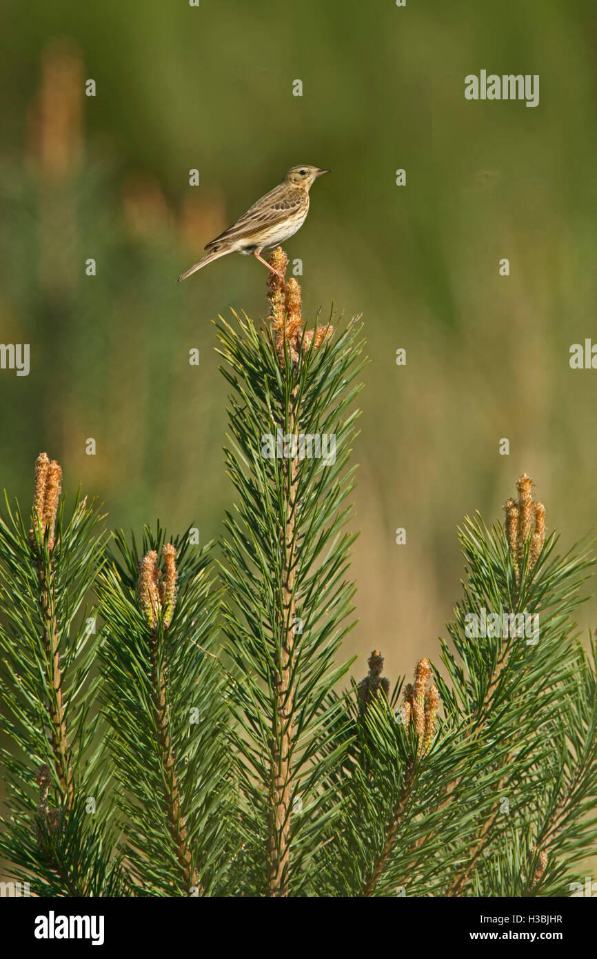 Tree Pipit Anthus trivialis breeding in pine plantation in the Brecks Norfolk May Stock Photo