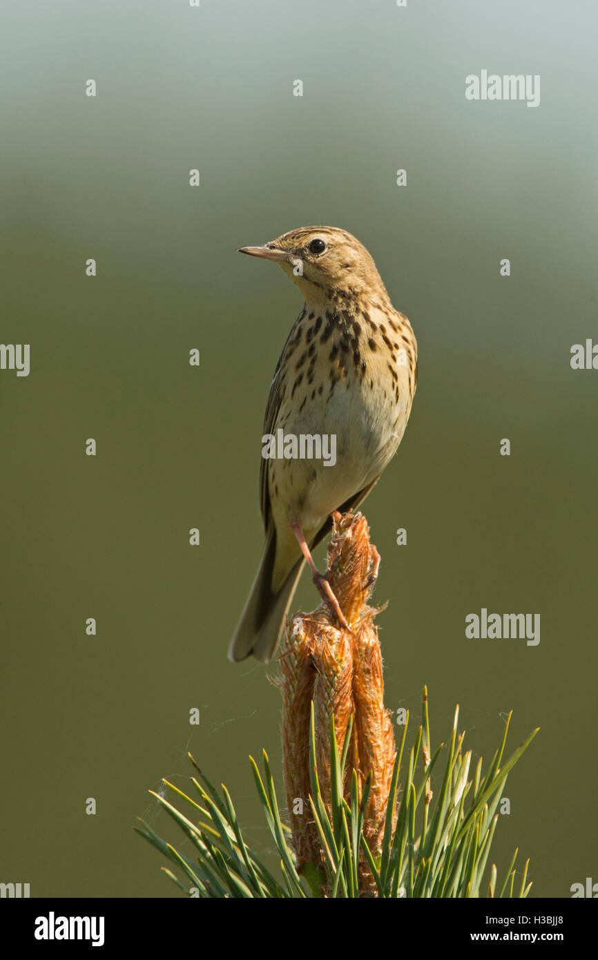 Tree Pipit Anthus trivialis breeding in pine plantation in the Brecks Norfolk May Stock Photo