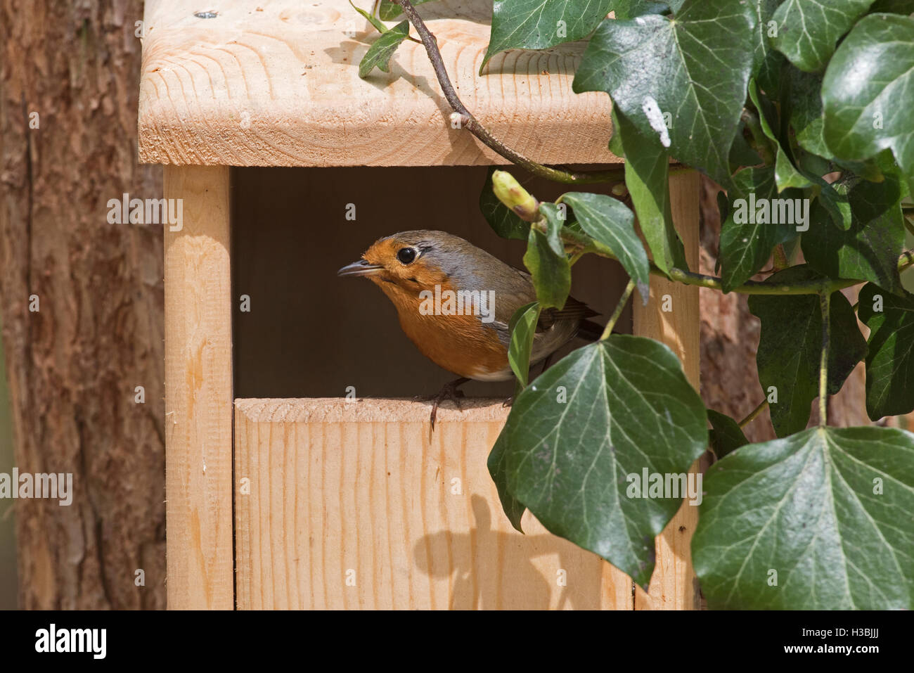 Robin at wooden pine open fronted nest box Stock Photo
