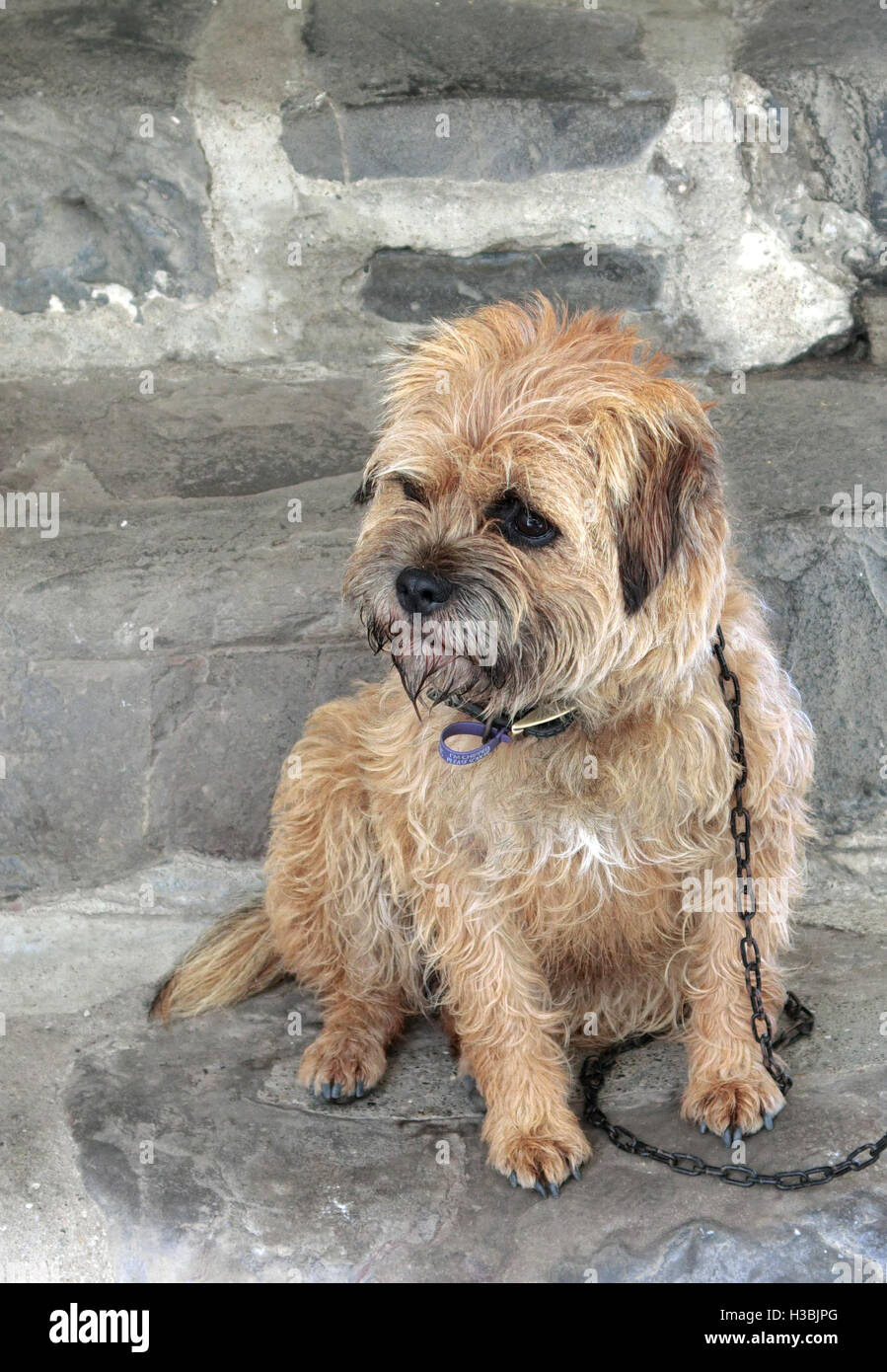 Border Terrier Dog Sitting on a Stone Step Stock Photo