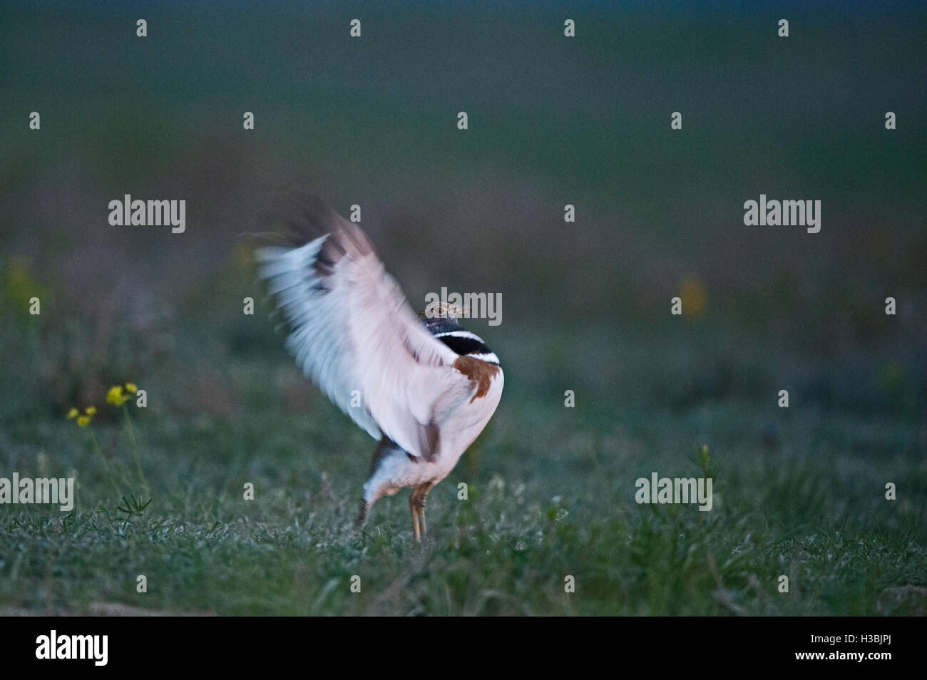 Little Bustard, Tetrax tetrax displaying at lek with wing flapping
