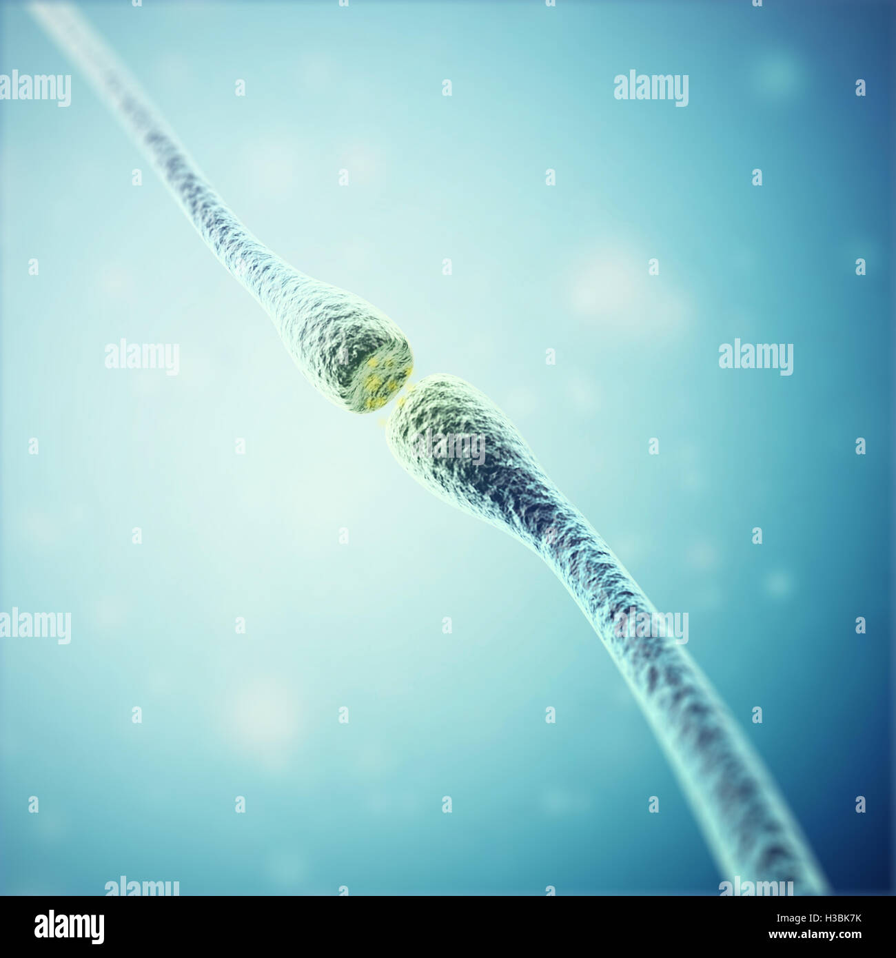 Synaptic Vesicles Nerve Cell High Resolution Stock Photography and ...