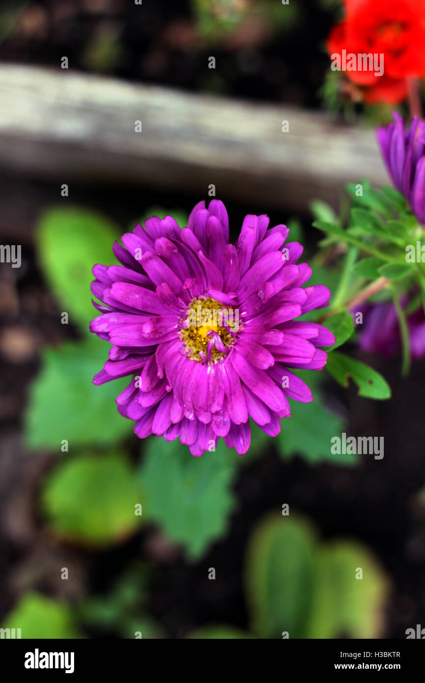 Flowers in garden Stock Photo - Alamy