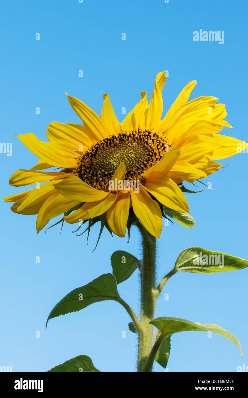 Sunflower flower against the clear blue sky Stock Photo - Alamy