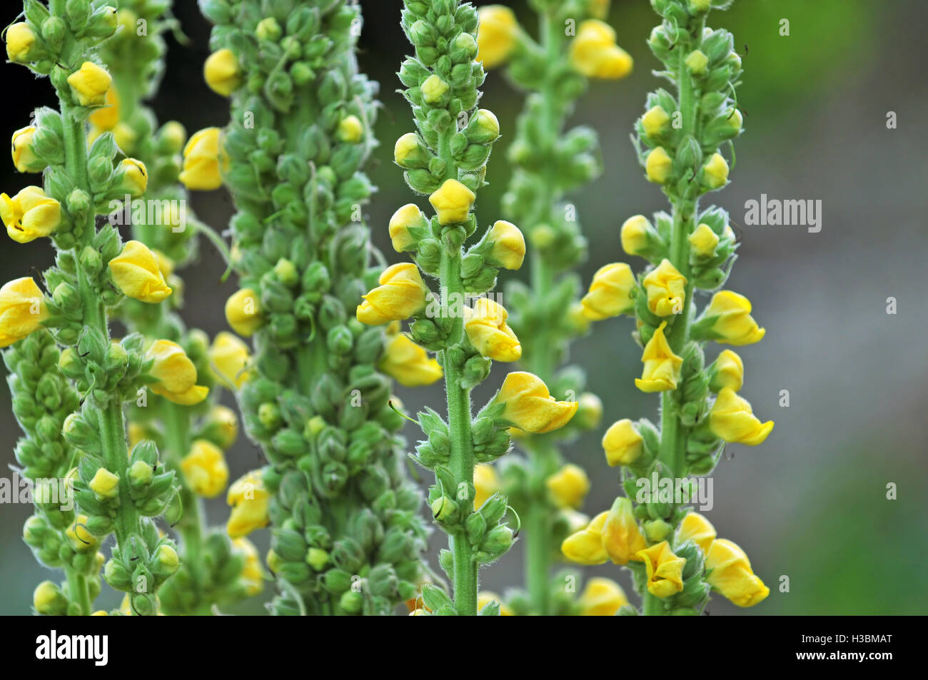 Close up of mullein flower with yellow blossoms Stock Photo